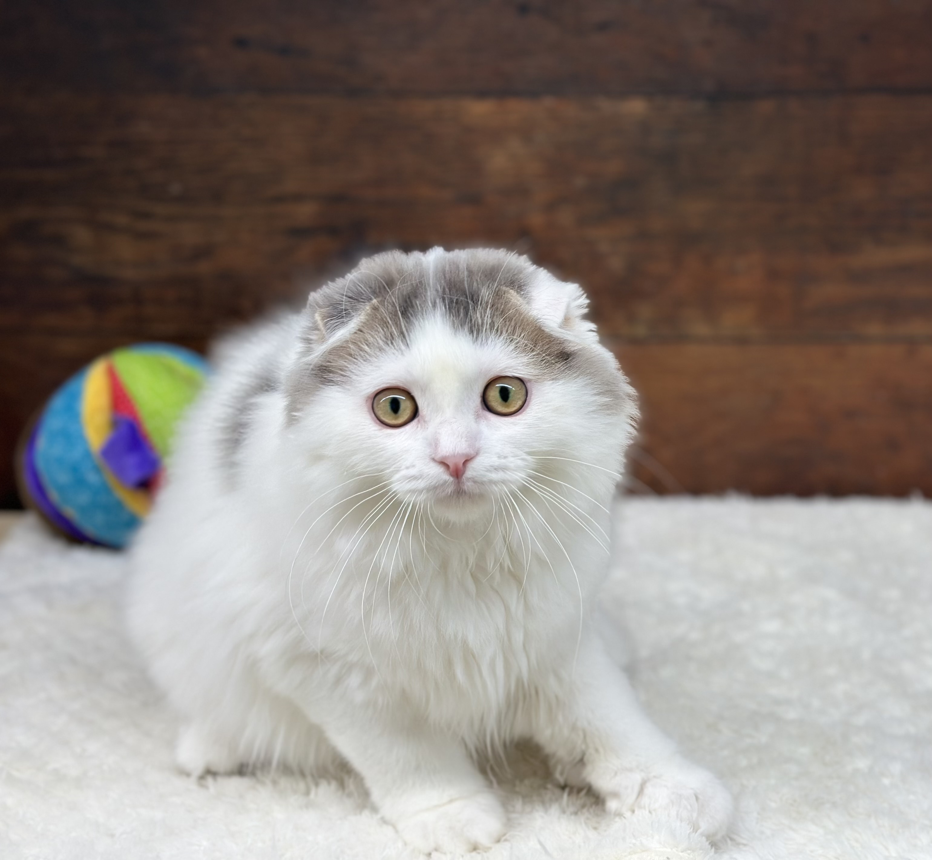 愛知県のスコティッシュフォールド (ペッツワン名古屋大高インター店/2025年7月18日生まれ/男の子/ブルータビーホワイト)の子猫の3枚目の画像