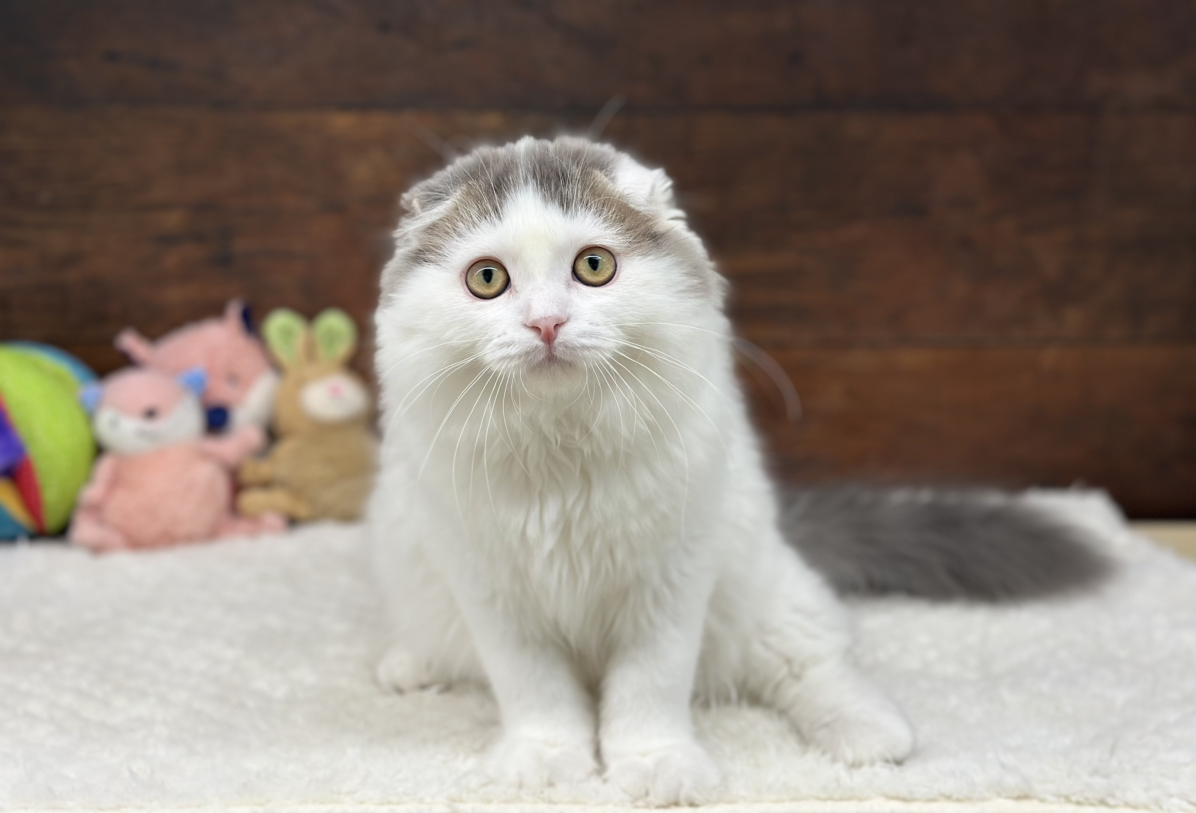 愛知県のスコティッシュフォールド (ペッツワン名古屋大高インター店/2025年7月18日生まれ/男の子/ブルータビーホワイト)の子猫の2枚目の画像