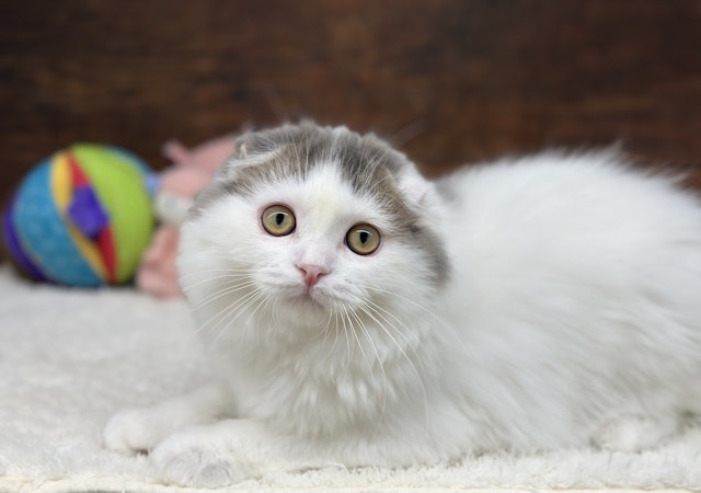 ネコ - 名古屋大高インター店 | ペッツワン