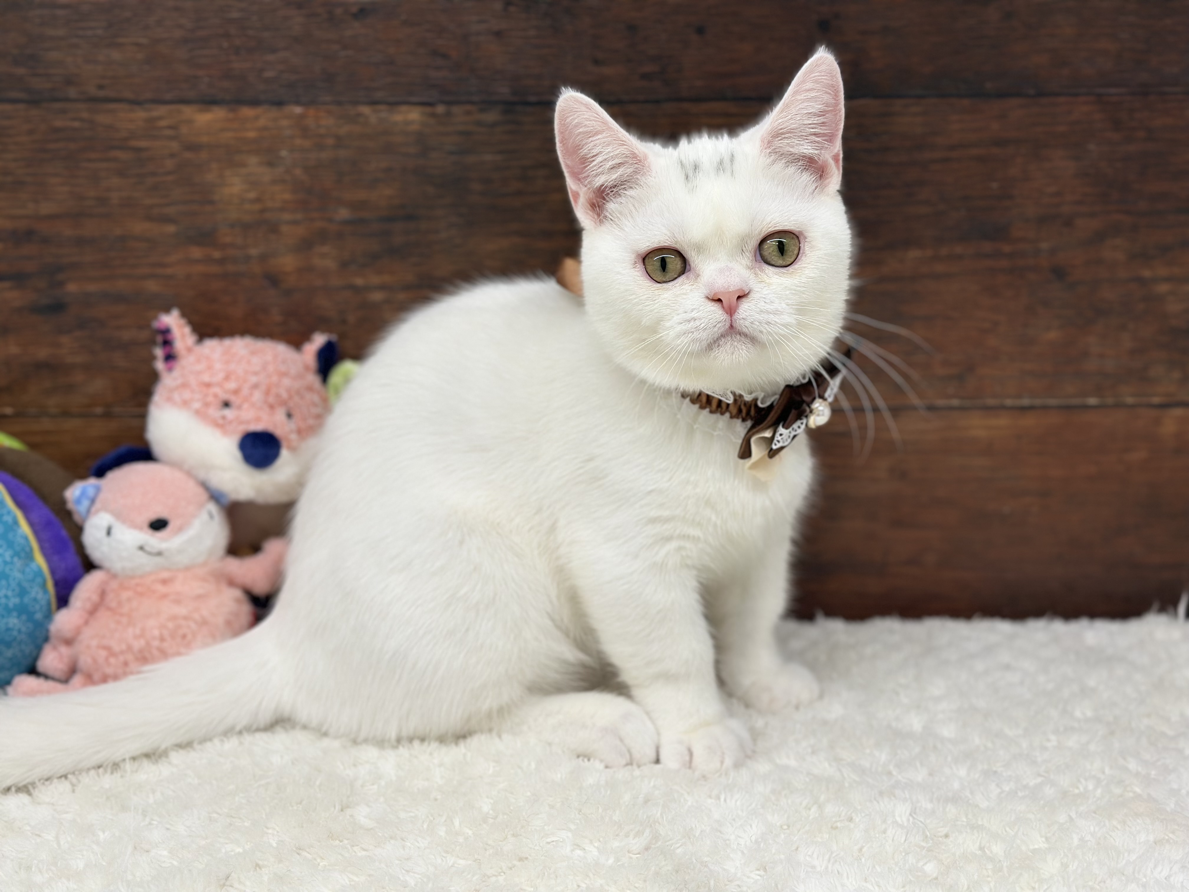 愛知県のマンチカン (ペッツワン名古屋大高インター店/2025年5月6日生まれ/男の子/ホワイト)の子猫の1枚目の画像