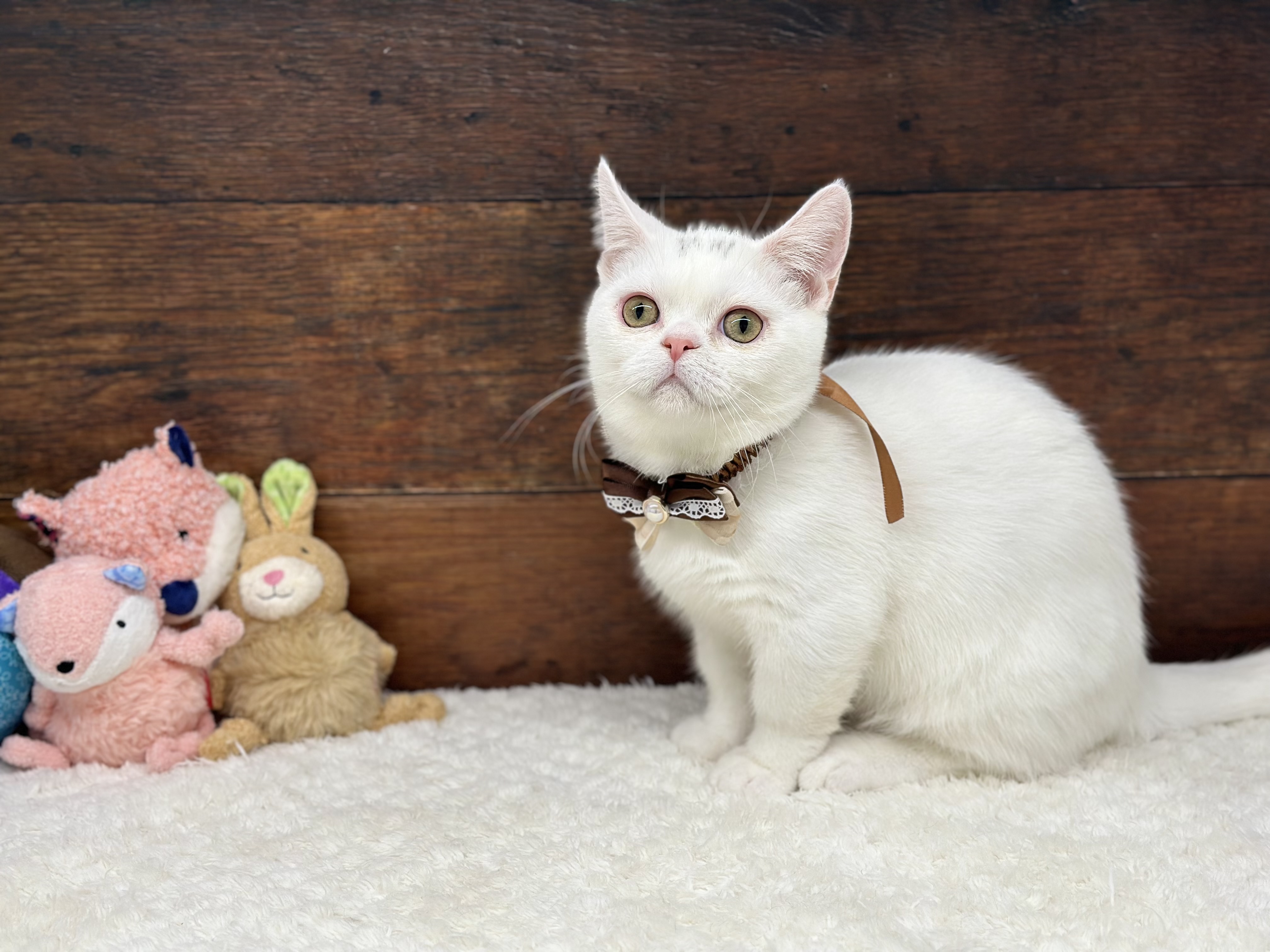 愛知県のマンチカン (ペッツワン名古屋大高インター店/2025年5月6日生まれ/男の子/ホワイト)の子猫の2枚目の画像