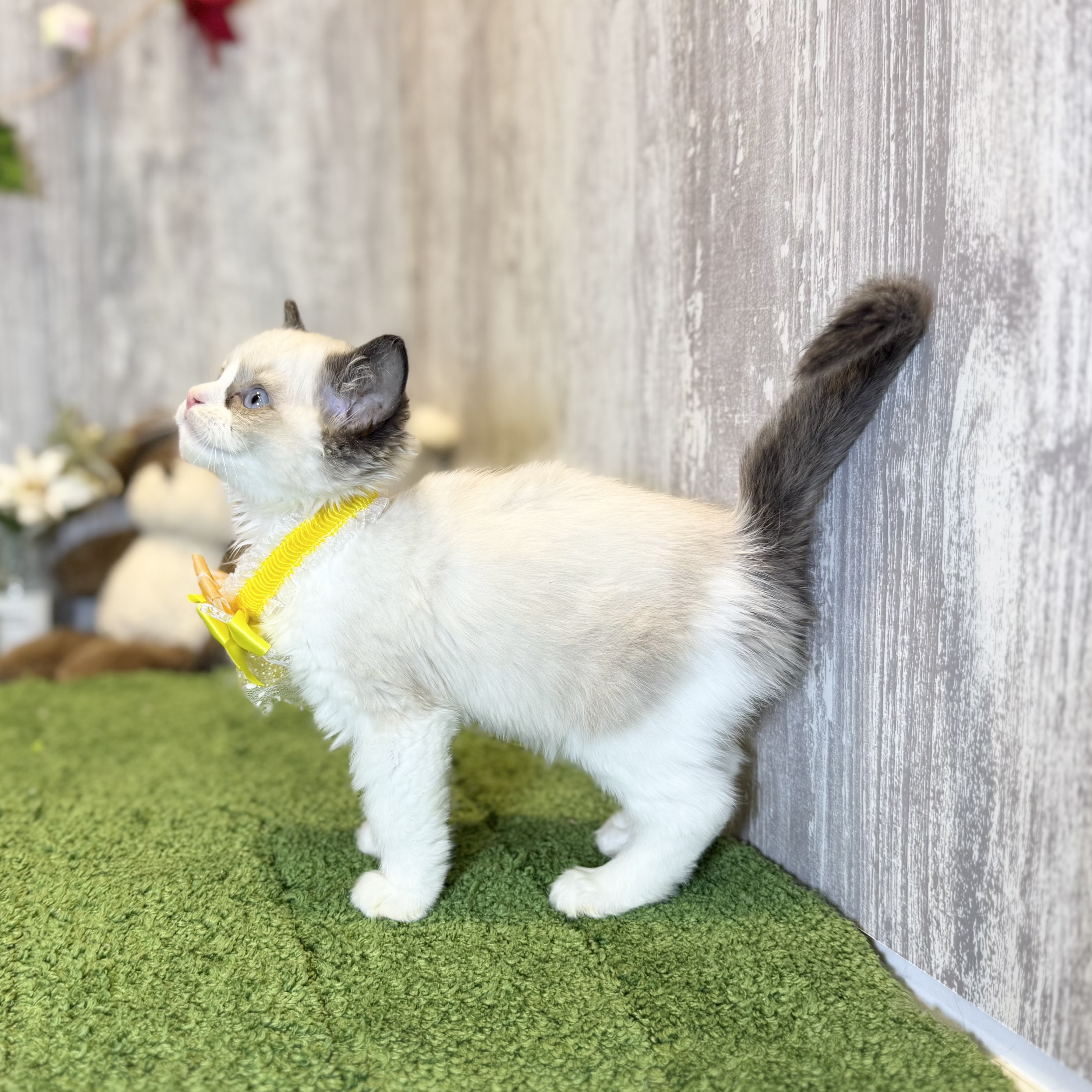 兵庫県のラグドール (ペッツワン姫路大津店/2025年9月23日生まれ/女の子/シールポイントバイカラー)の子猫の2枚目の画像