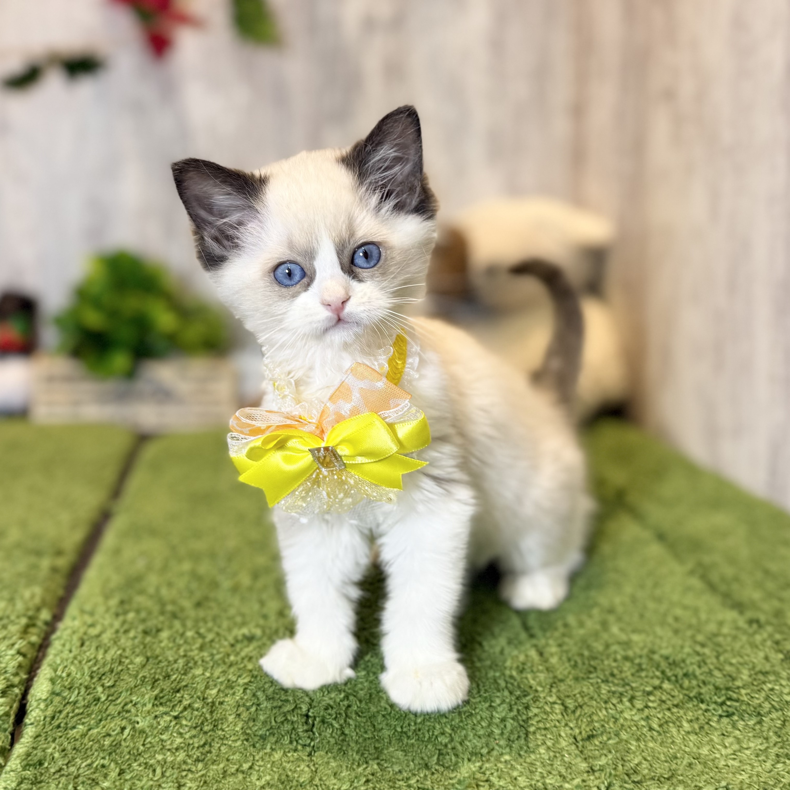 兵庫県のラグドール (ペッツワン姫路大津店/2025年9月23日生まれ/女の子/シールポイントバイカラー)の子猫の1枚目の画像