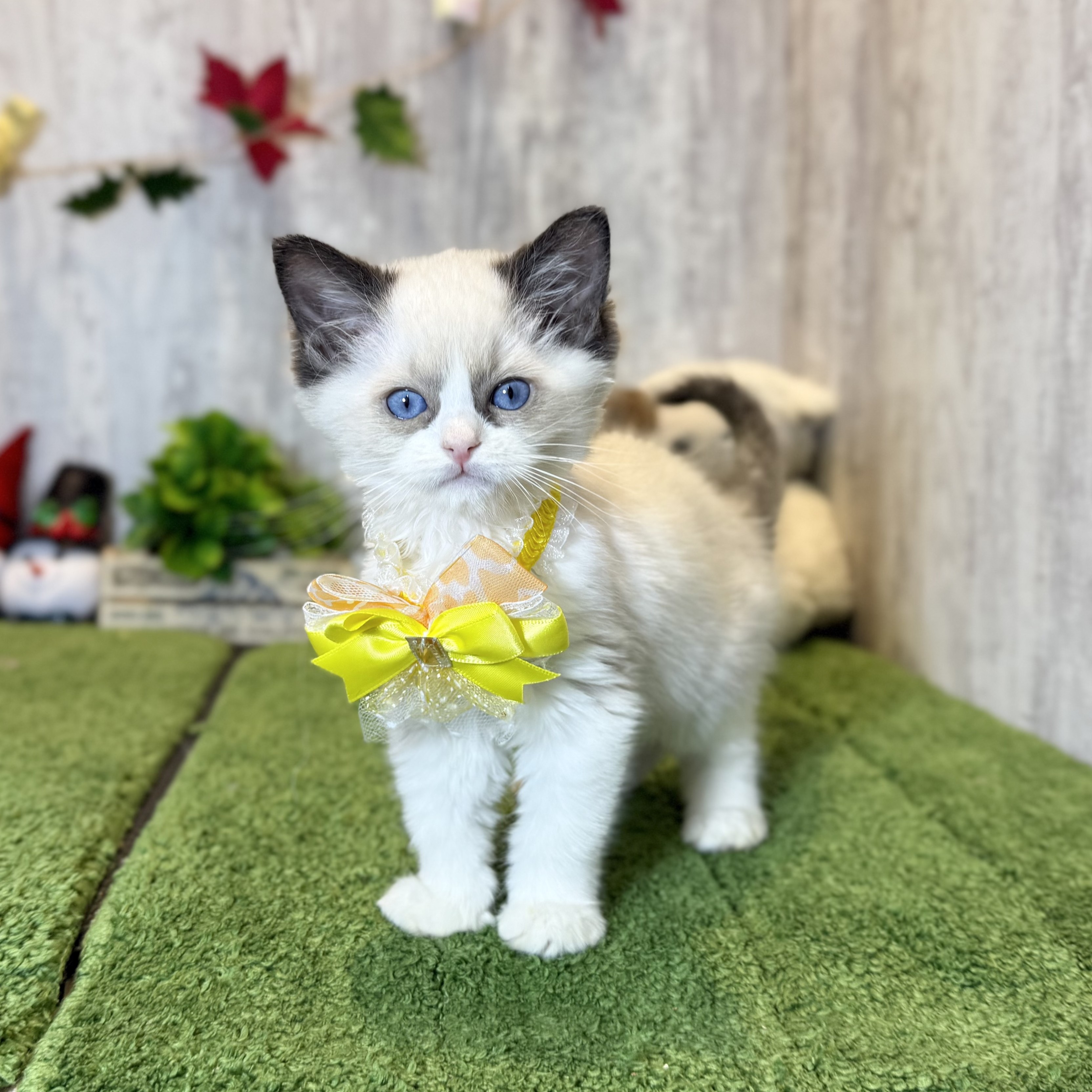 兵庫県のラグドール (ペッツワン姫路大津店/2025年9月23日生まれ/女の子/シールポイントバイカラー)の子猫の3枚目の画像