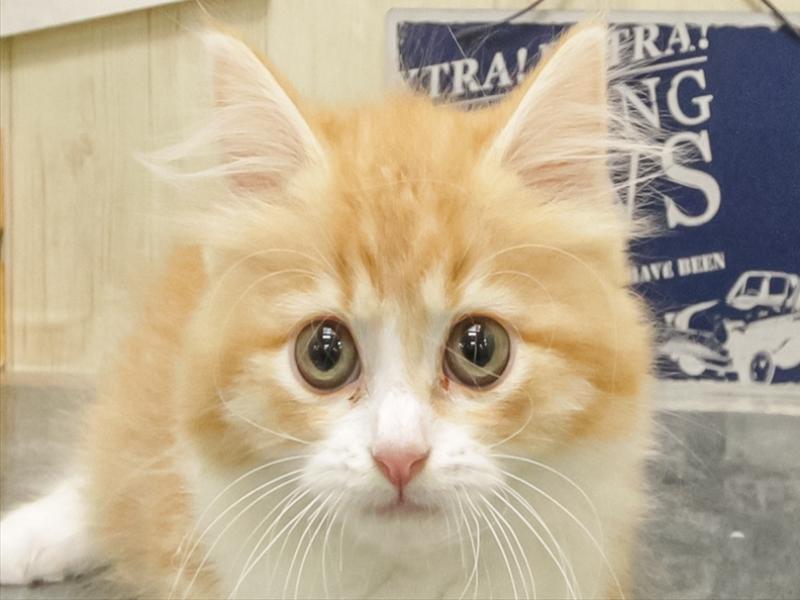 スコティッシュ・フォールド - 名古屋守山店 | ペッツワン