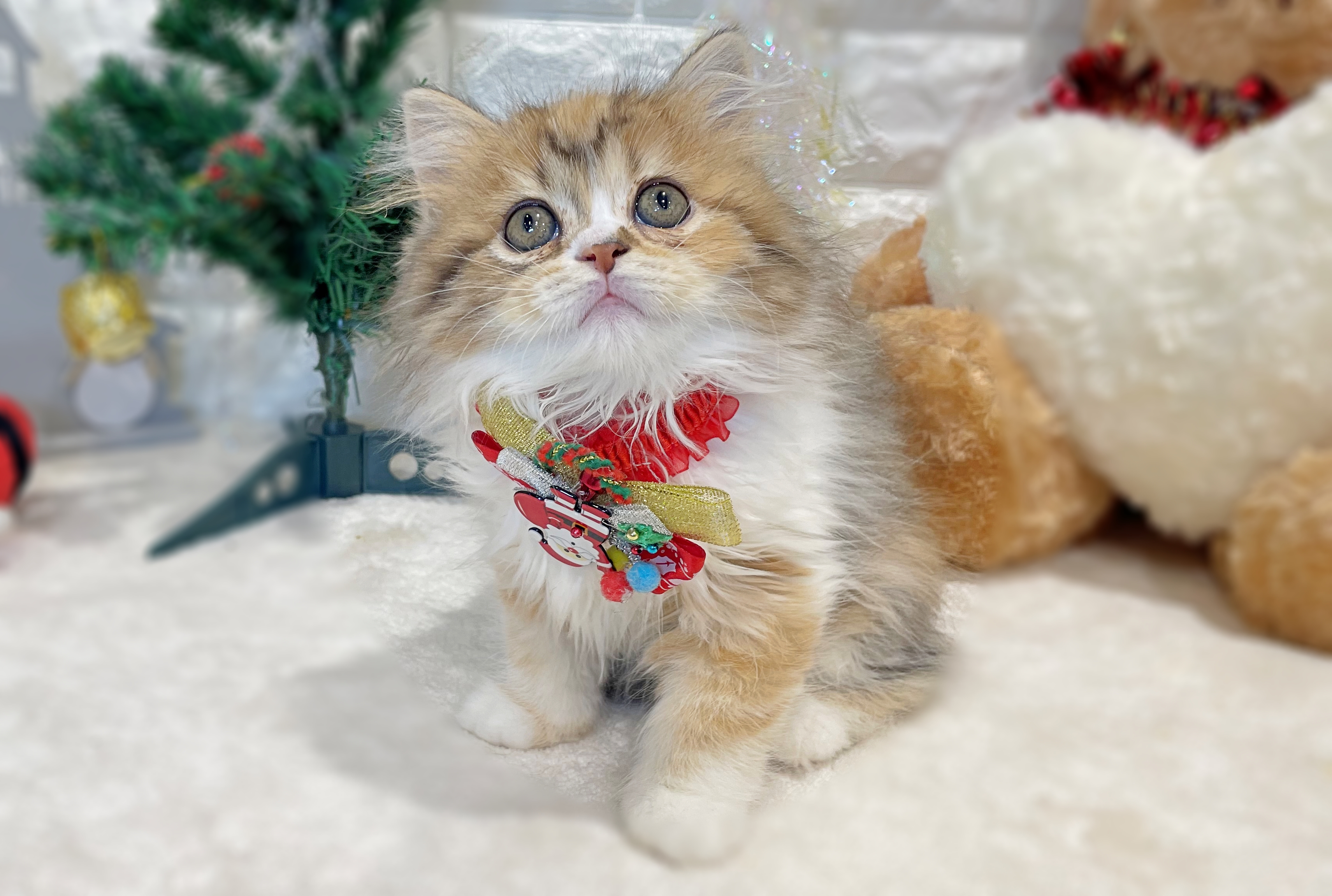 京都府のマンチカン (ペッツワン亀岡店/2025年10月1日生まれ/女の子/キャリコ)の子猫の1枚目の画像