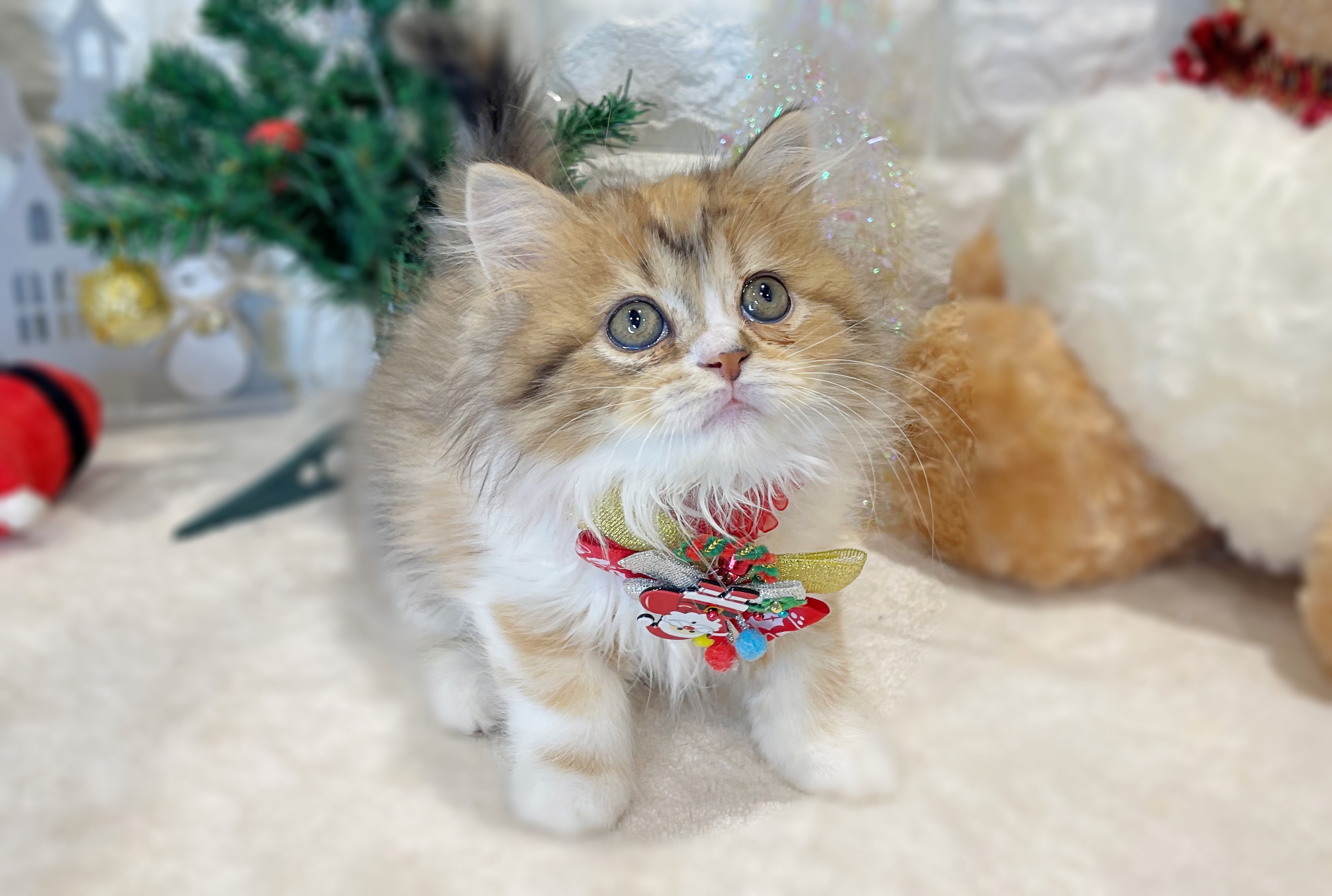 京都府のマンチカン (ペッツワン亀岡店/2025年10月1日生まれ/女の子/キャリコ)の子猫の2枚目の画像