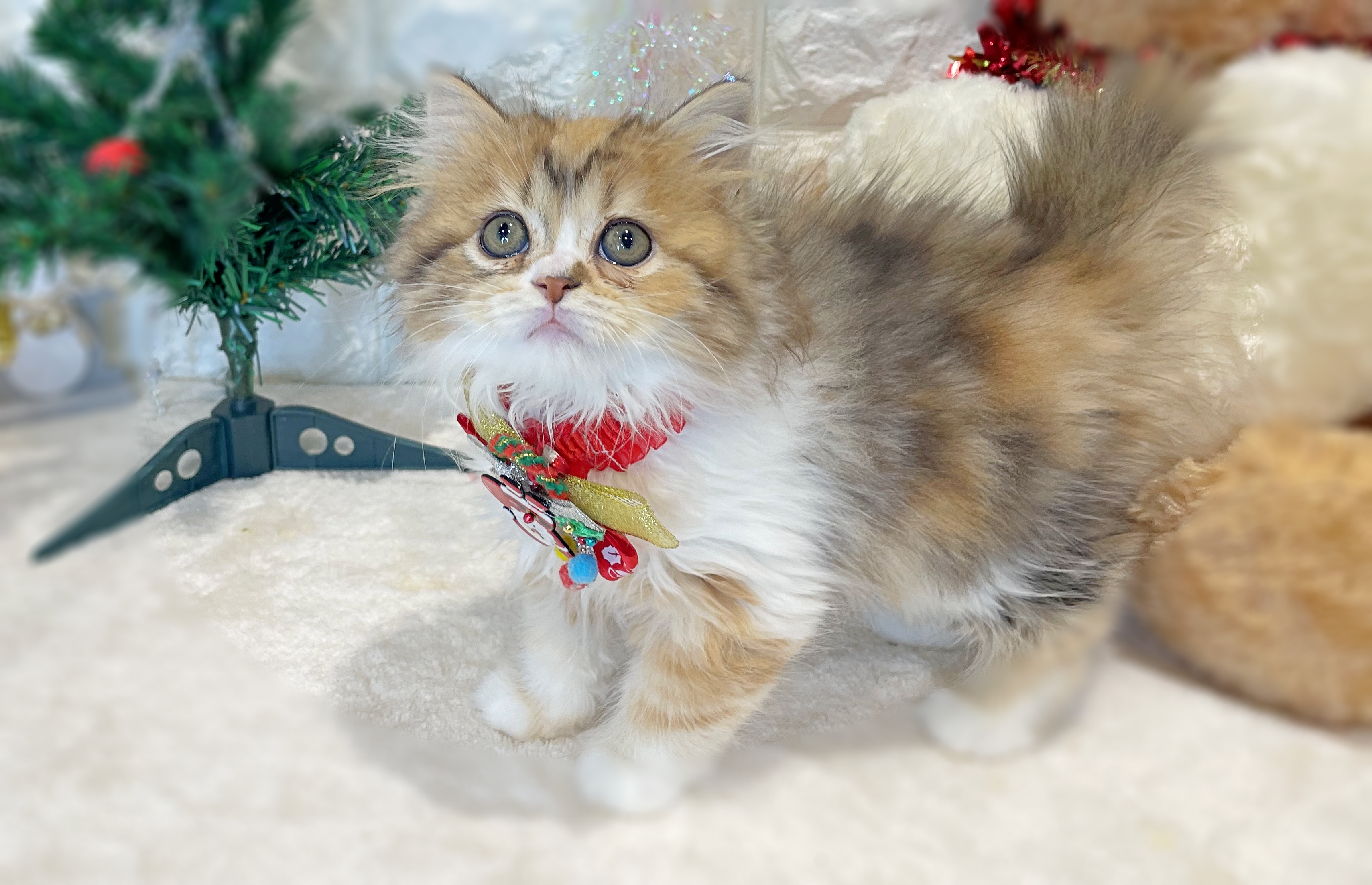 京都府のマンチカン (ペッツワン亀岡店/2025年10月1日生まれ/女の子/キャリコ)の子猫の3枚目の画像