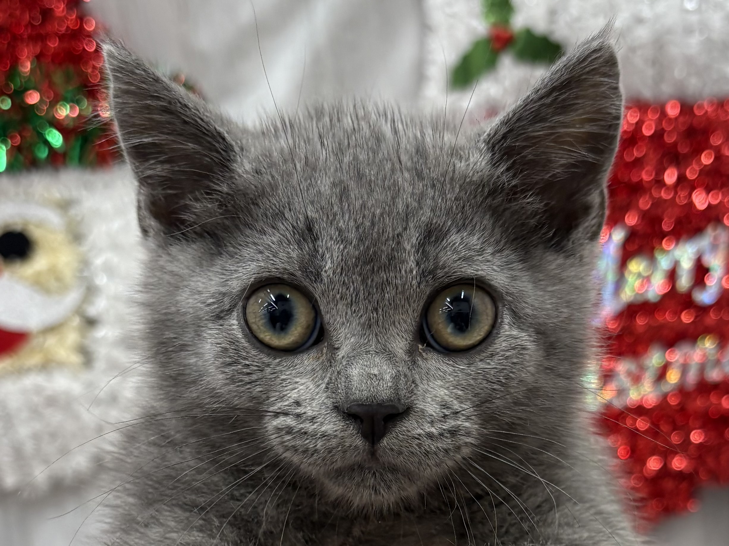 千葉県のスコティッシュフォールド (ペッツワン佐倉店/2025年8月30日生まれ/男の子/ブルー)の子猫の2枚目の画像