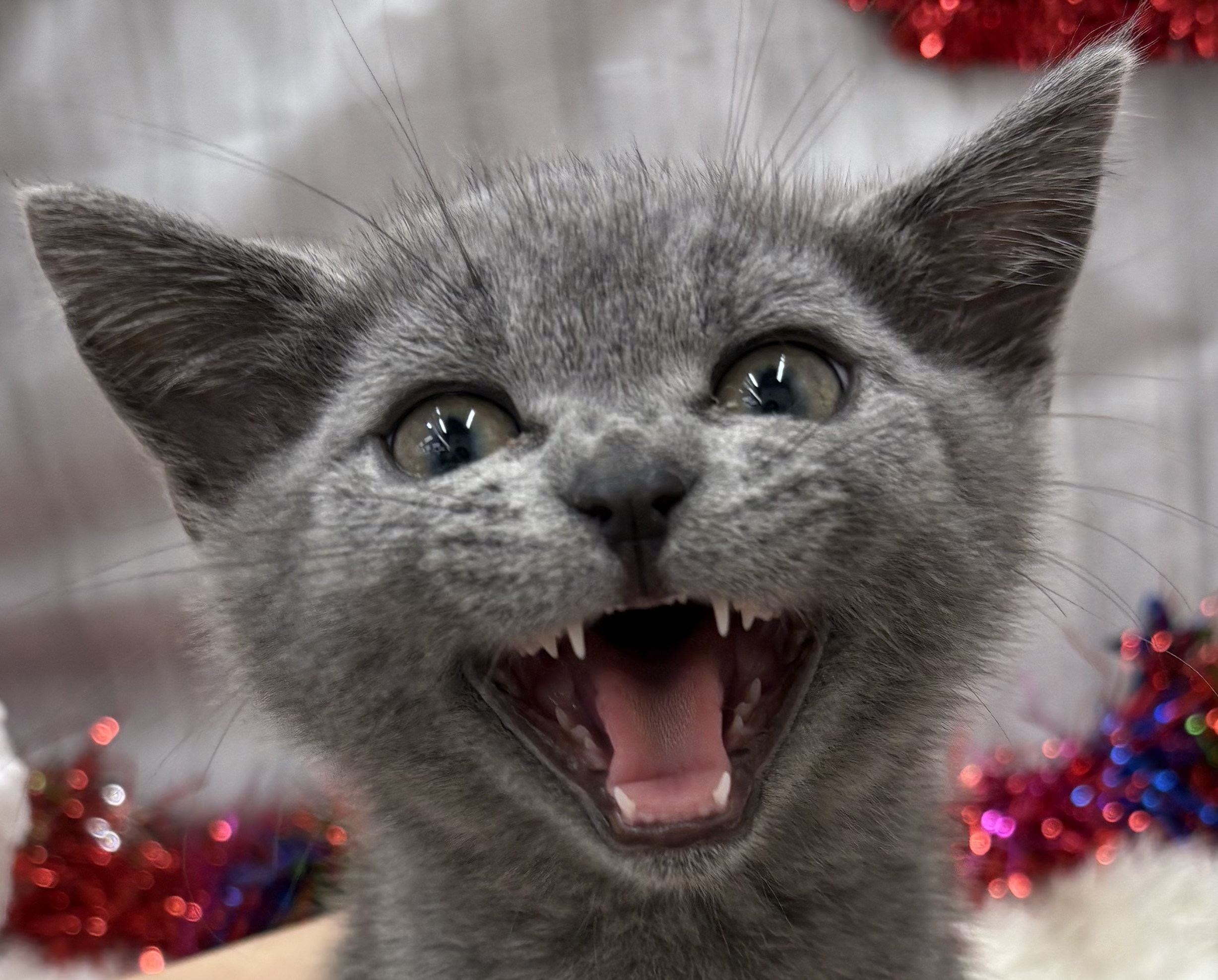 千葉県のスコティッシュフォールド (ペッツワン佐倉店/2025年8月30日生まれ/男の子/ブルー)の子猫の1枚目の画像