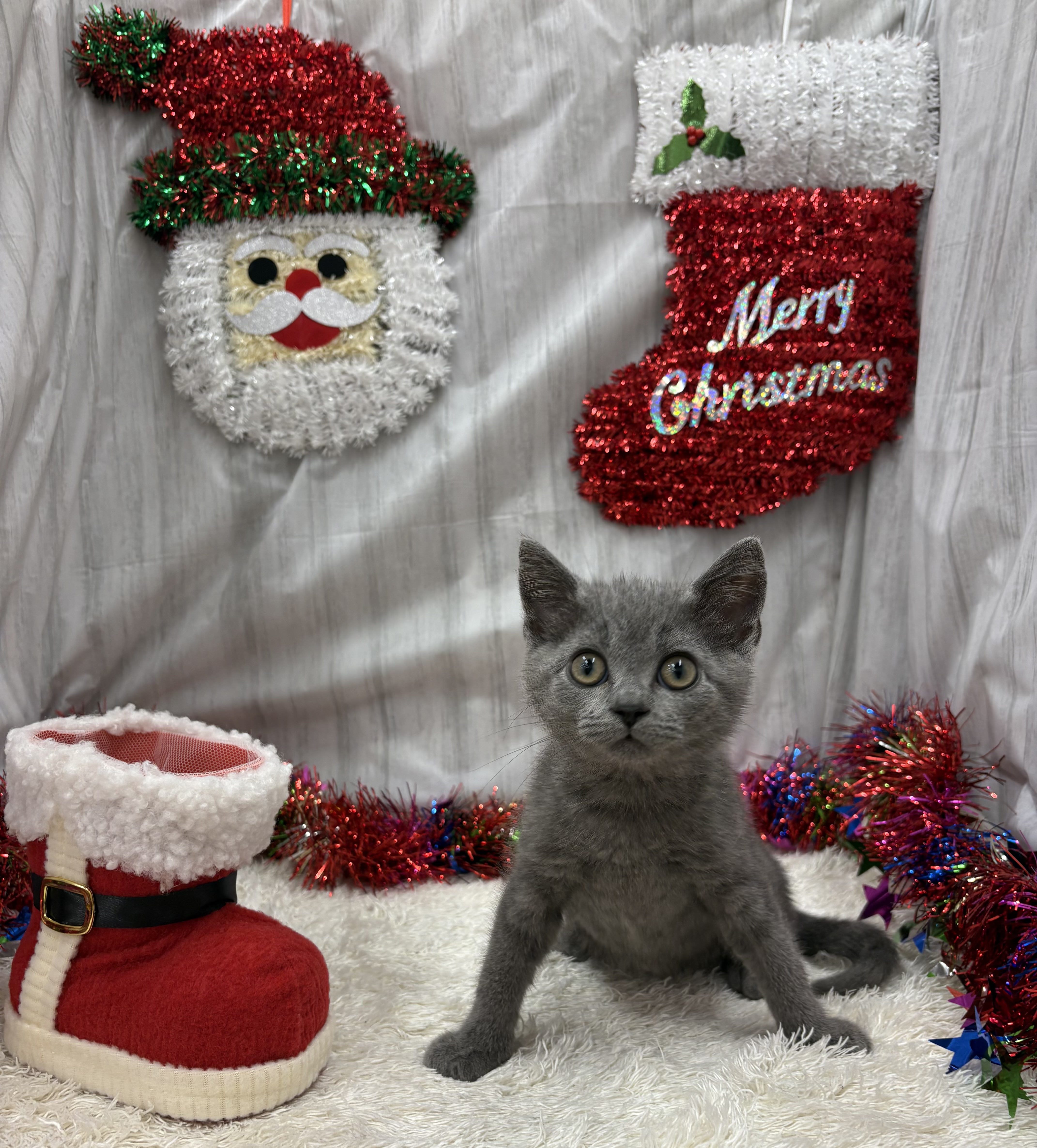 千葉県のスコティッシュフォールド (ペッツワン佐倉店/2025年8月30日生まれ/男の子/ブルー)の子猫の3枚目の画像