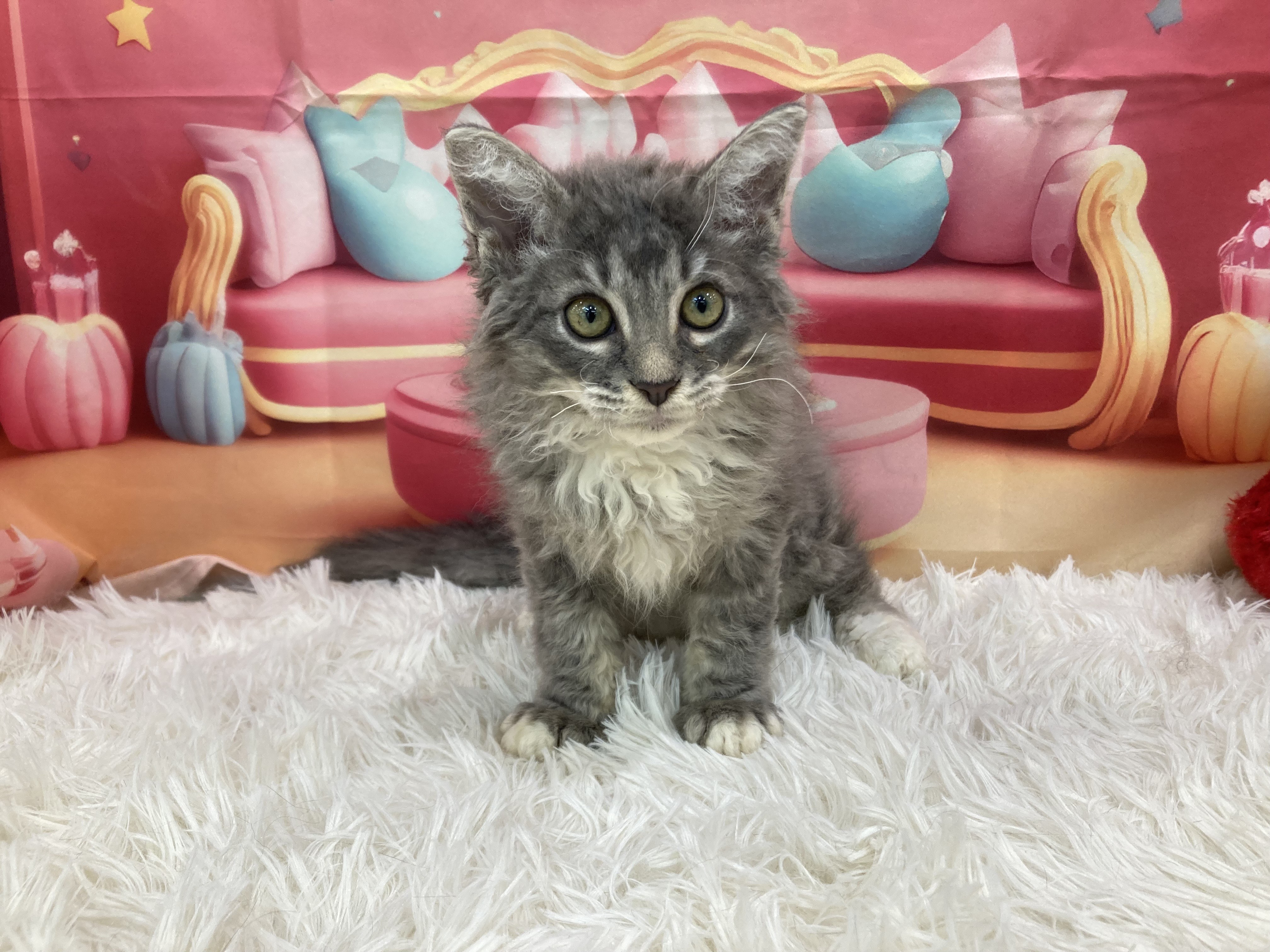 静岡県のラパーマ (ペッツワン清水店/2025年7月2日生まれ/男の子/ブルータビーホワイト)の子猫