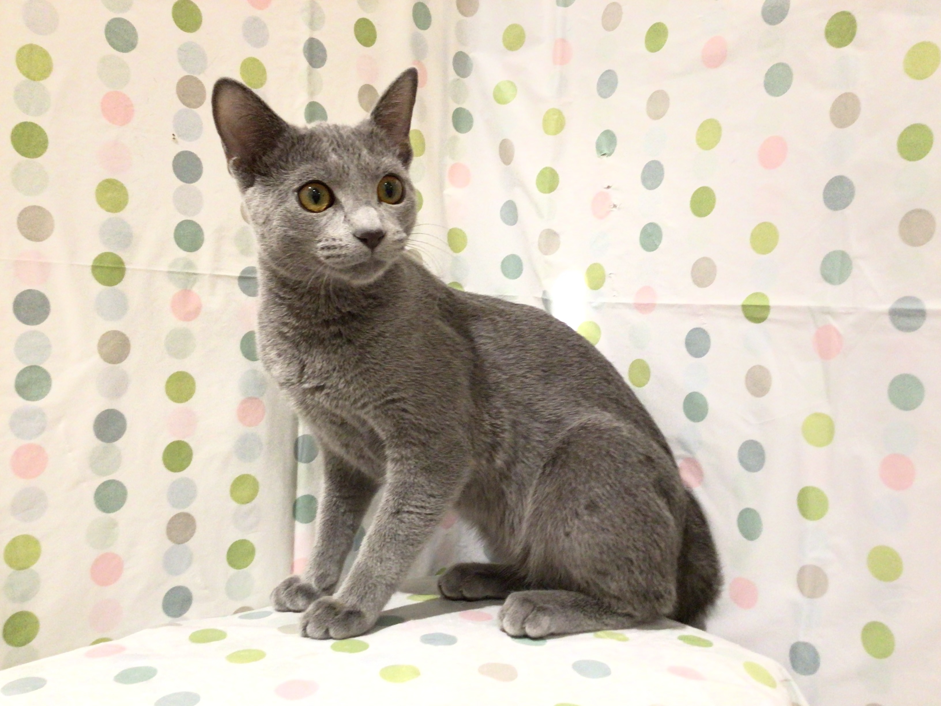 茨城県のロシアンブルー (ペッツワン高萩店/2025年5月20日生まれ/女の子/ブルー)の子猫の3枚目の画像