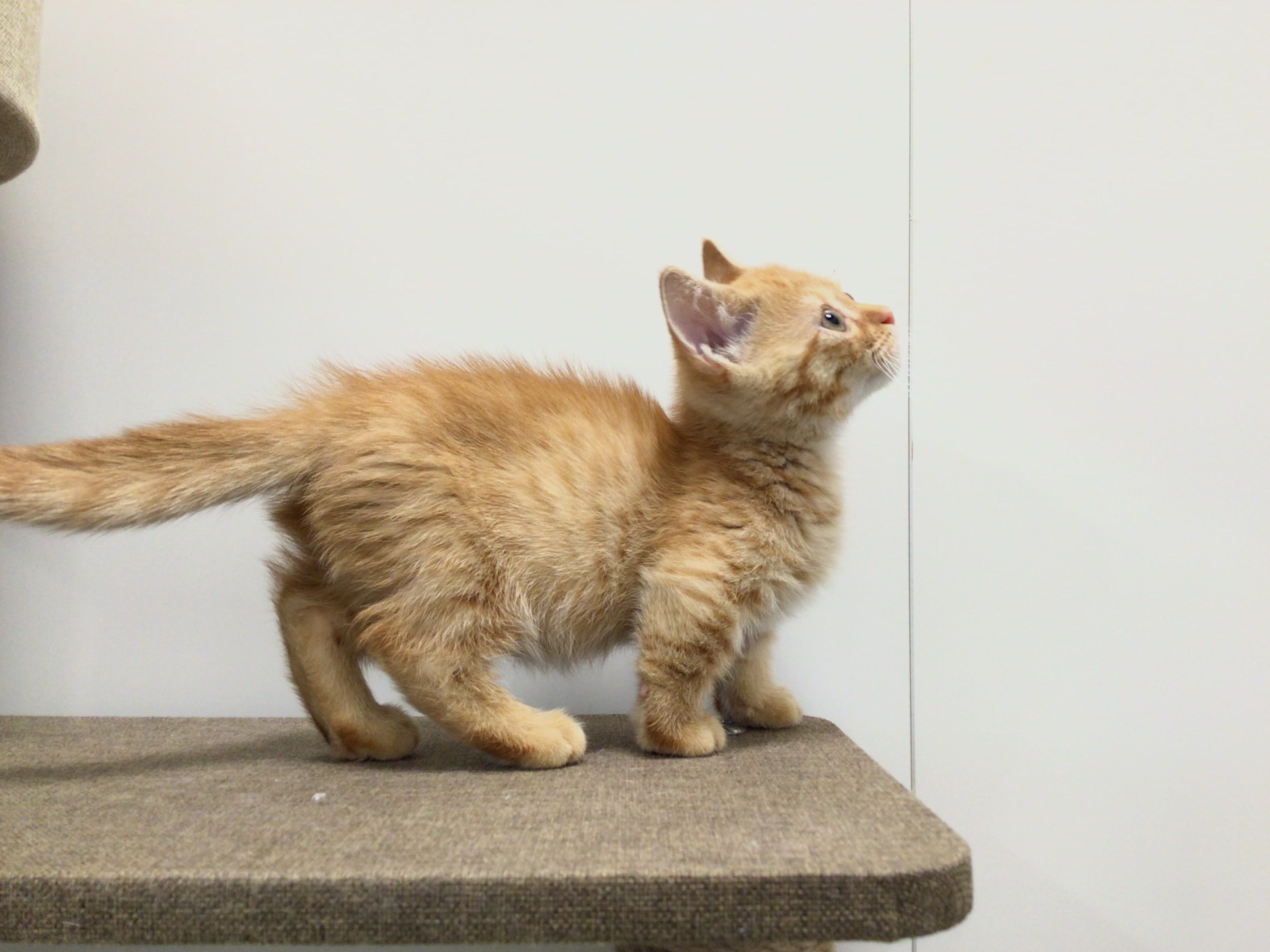 茨城県のマンチカン (ペッツワン高萩店/2025年9月19日生まれ/男の子/レッドタビー)の子猫の2枚目の画像