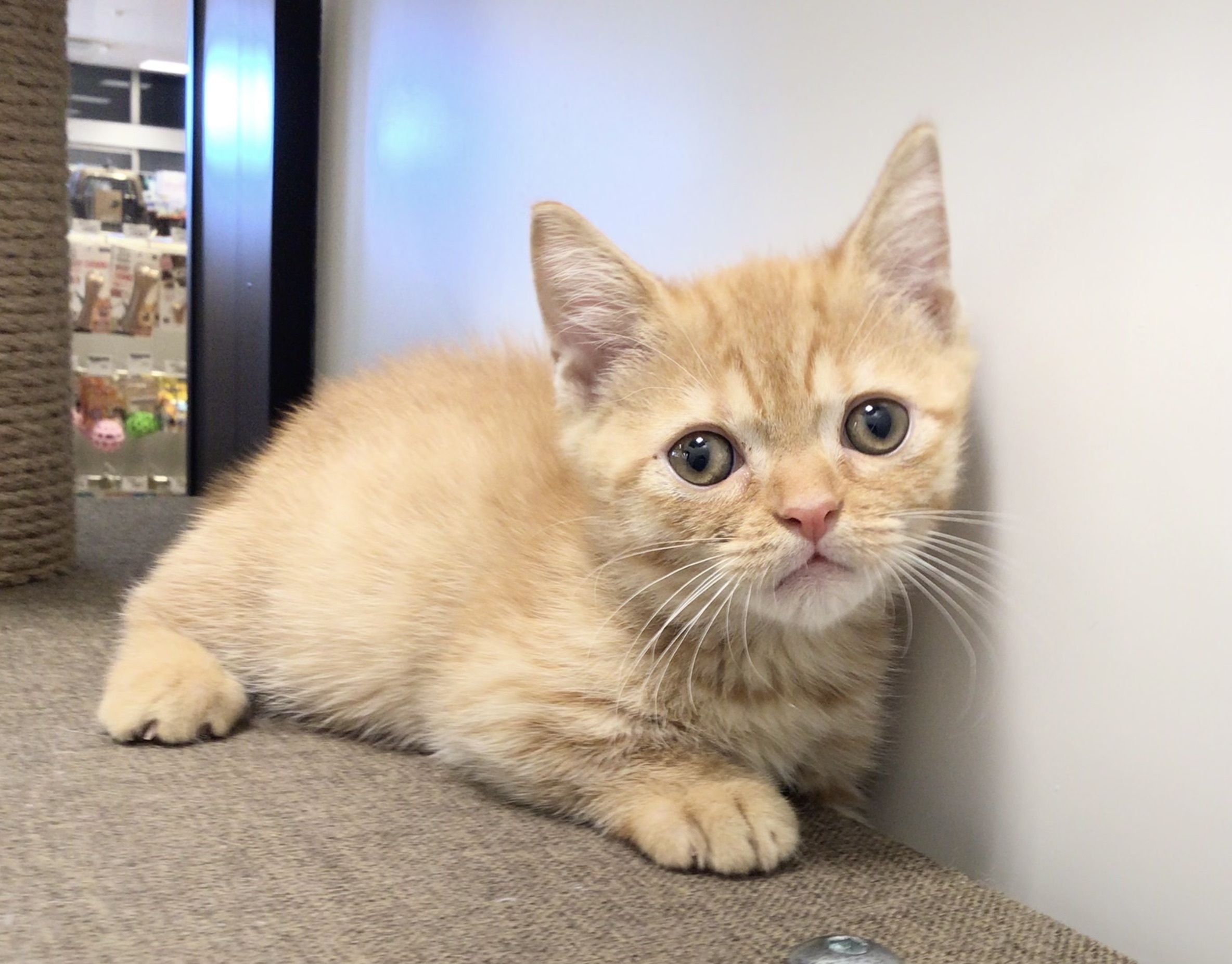 茨城県のマンチカン (ペッツワン高萩店/2025年9月19日生まれ/男の子/レッドタビー)の子猫の1枚目の画像