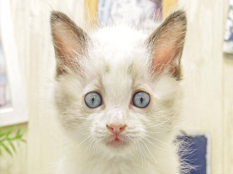 愛知県のラグドール (ペッツワン小牧店/2025年10月4日生まれ/男の子/シールポイントバイカラー)の子猫