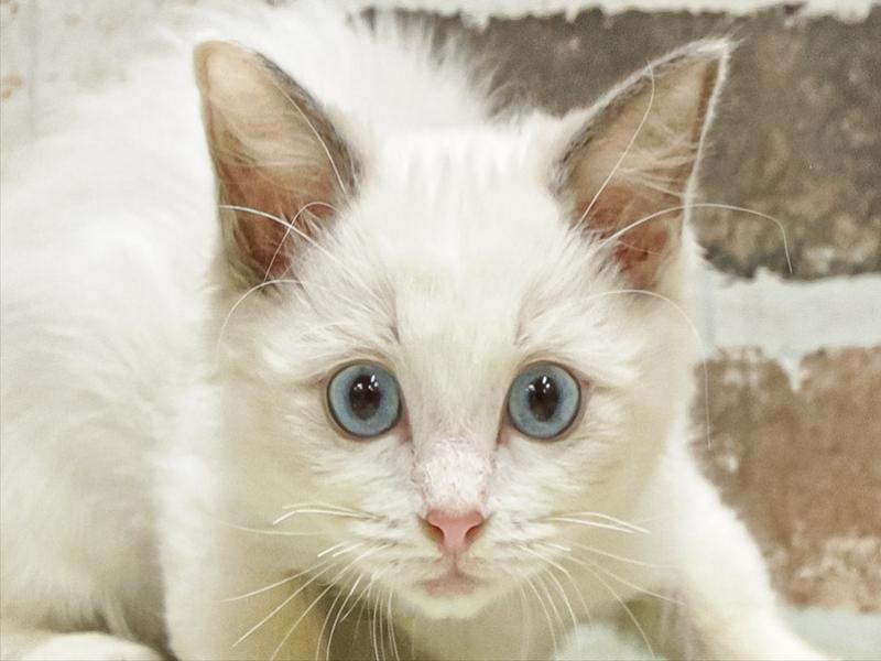 愛知県のラグドール (ペッツワン小牧店/2025年9月14日生まれ/女の子/ブルーポイントバイカラー)の子猫