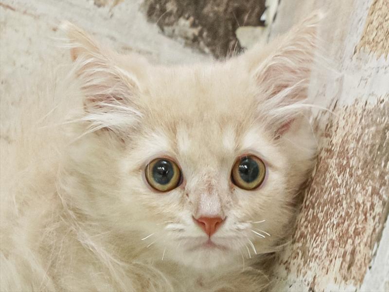 愛知県のラガマフィン (ペッツワン小牧店/2025年9月29日生まれ/男の子/クリーム)の子猫