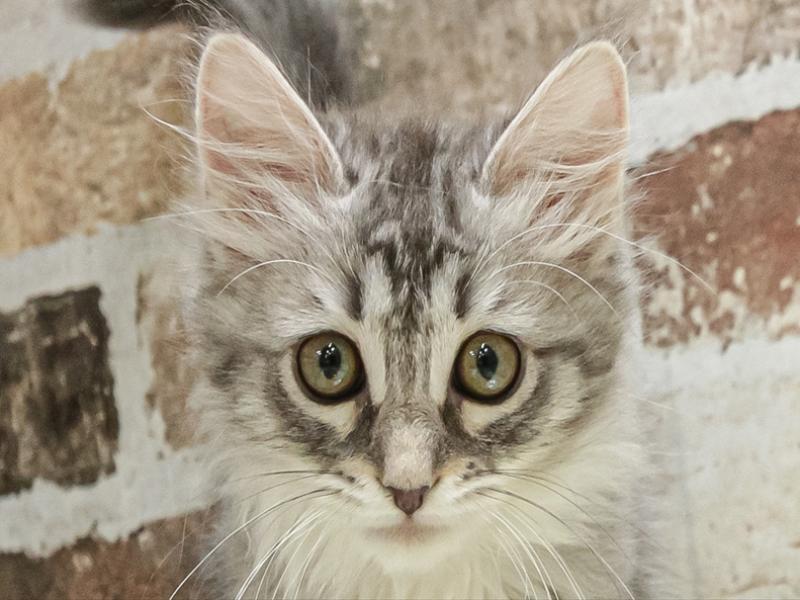 サイベリアン(シルバータビー)の子猫を価格や特徴で探す|ペット