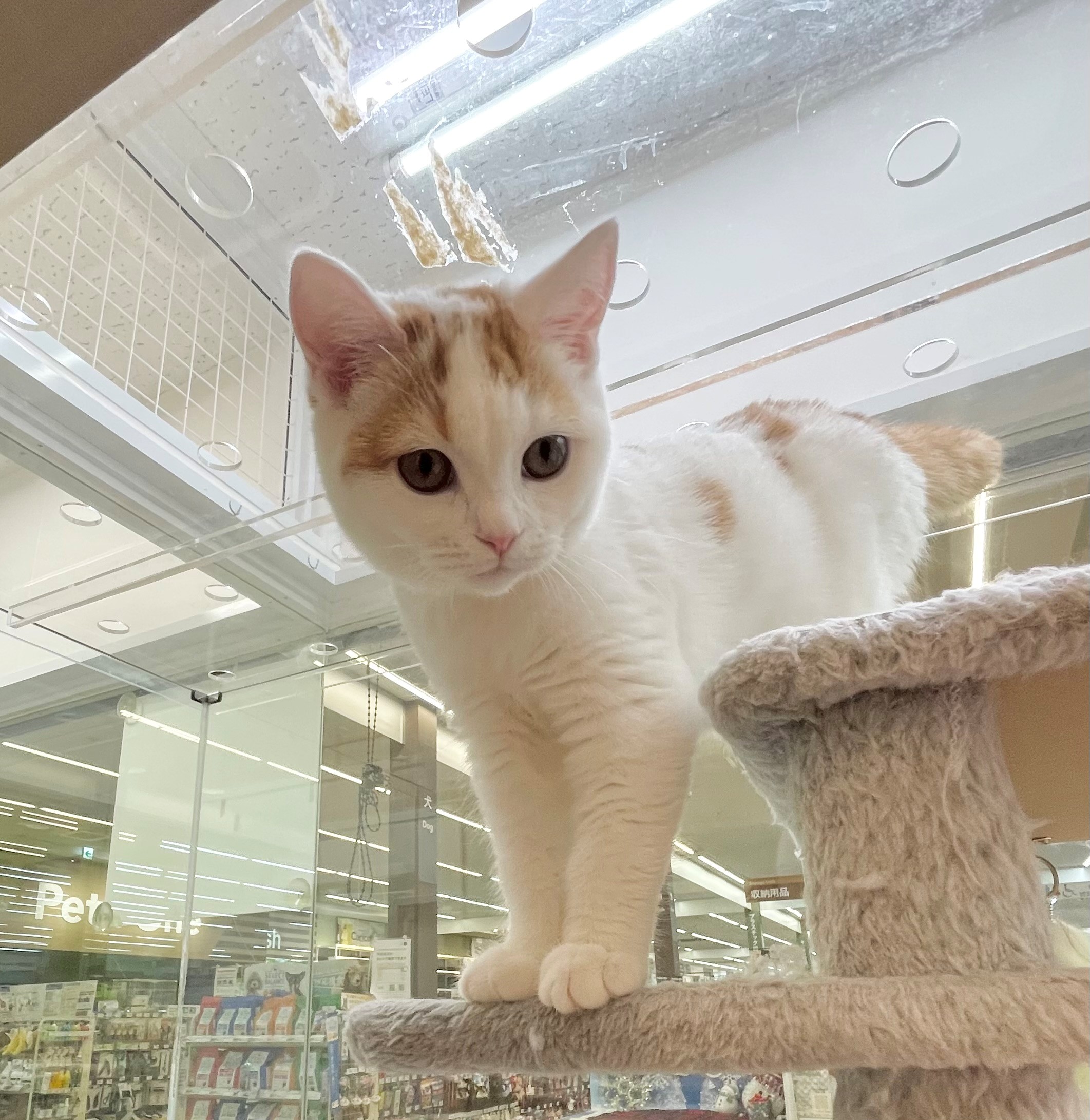 岐阜県のスコティッシュフォールド (ペッツワン可児店/2025年7月18日生まれ/女の子/クリームタビーホワイト)の子猫の3枚目の画像