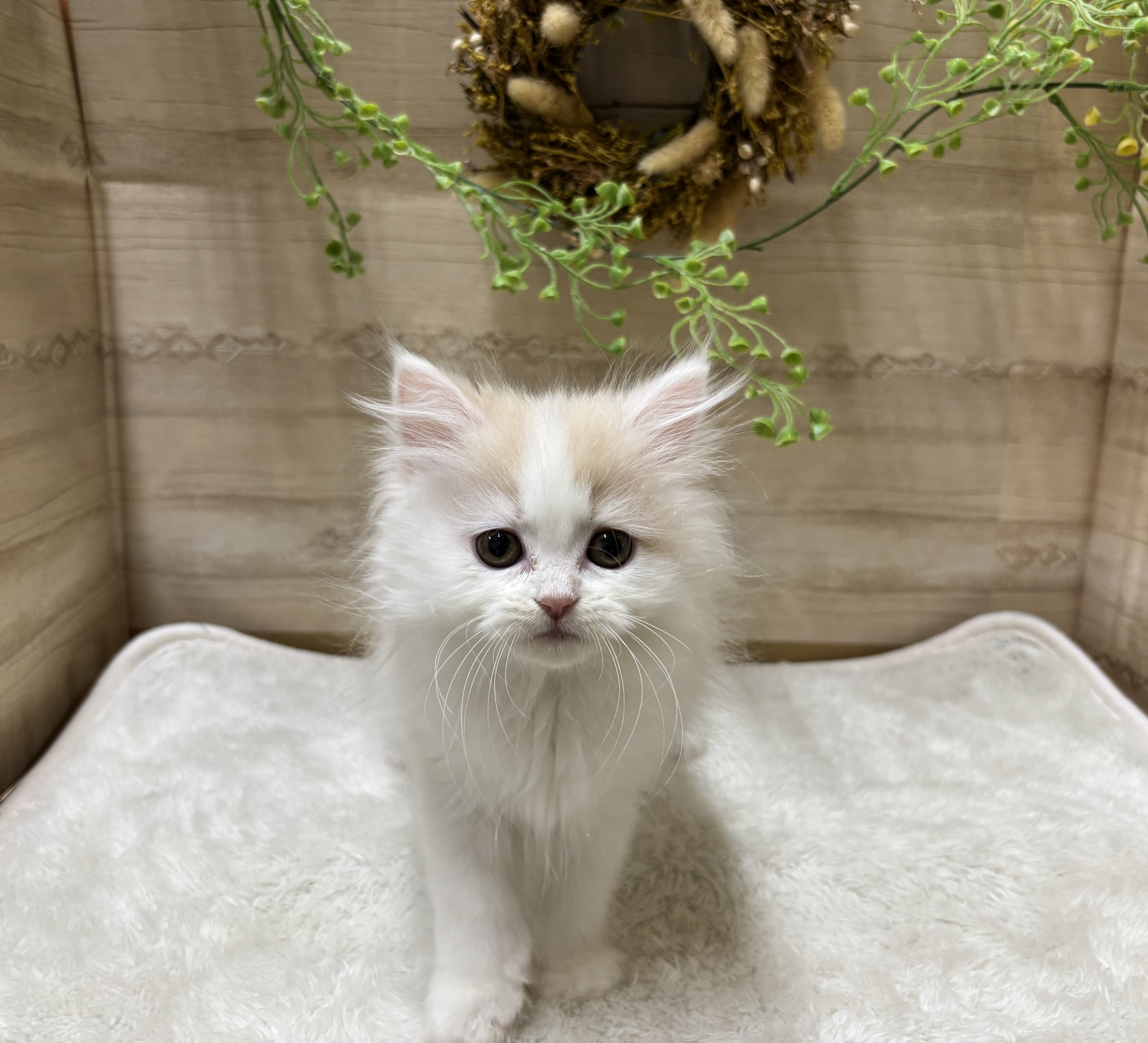 三重県のミヌエット (ペッツワンみえ川越インター店/2025年9月19日生まれ/女の子/クリームホワイト)の子猫