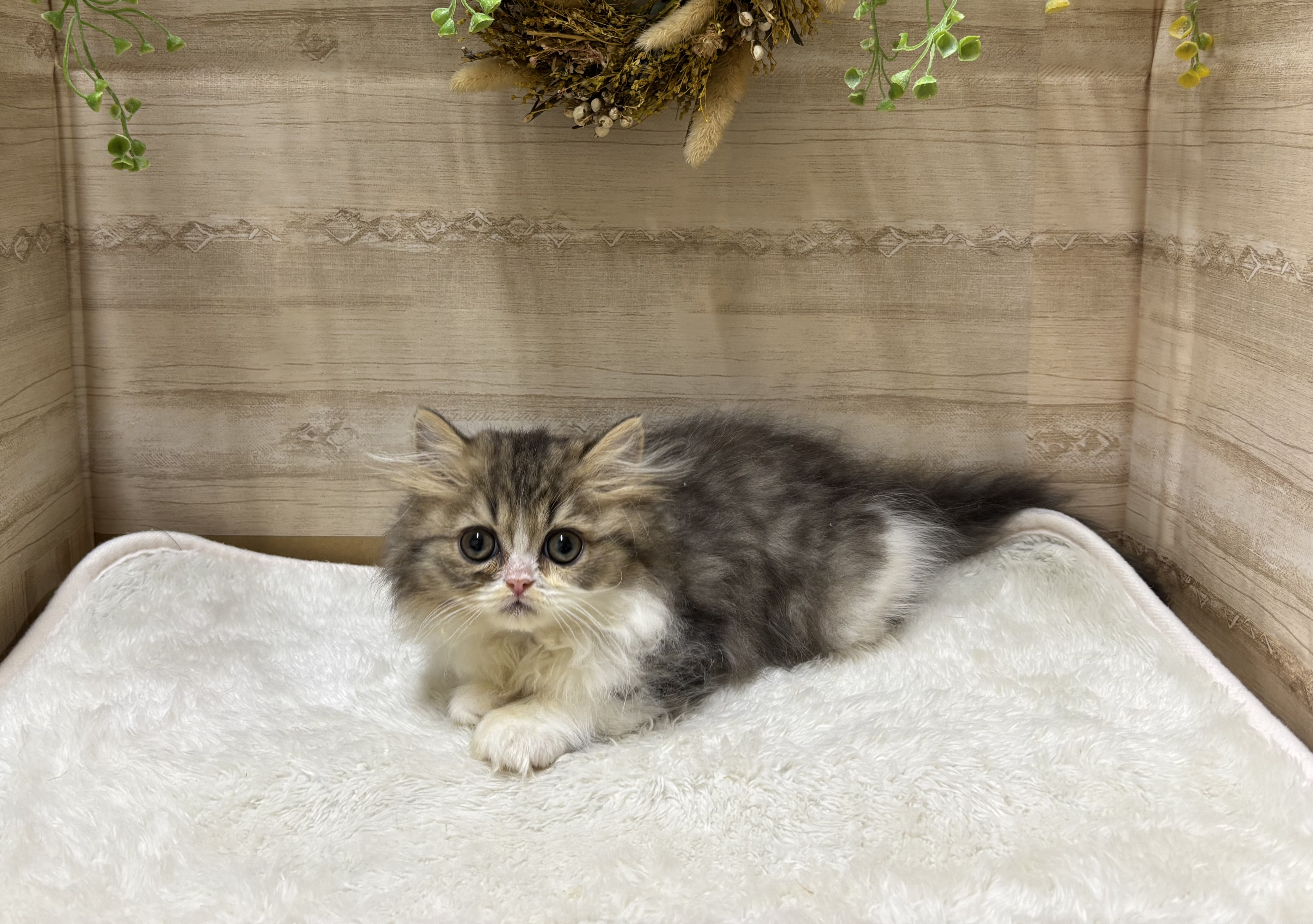 三重県のミヌエット (ペッツワンみえ川越インター店/2025年10月1日生まれ/男の子/ブラウンタビーホワイト)の子猫