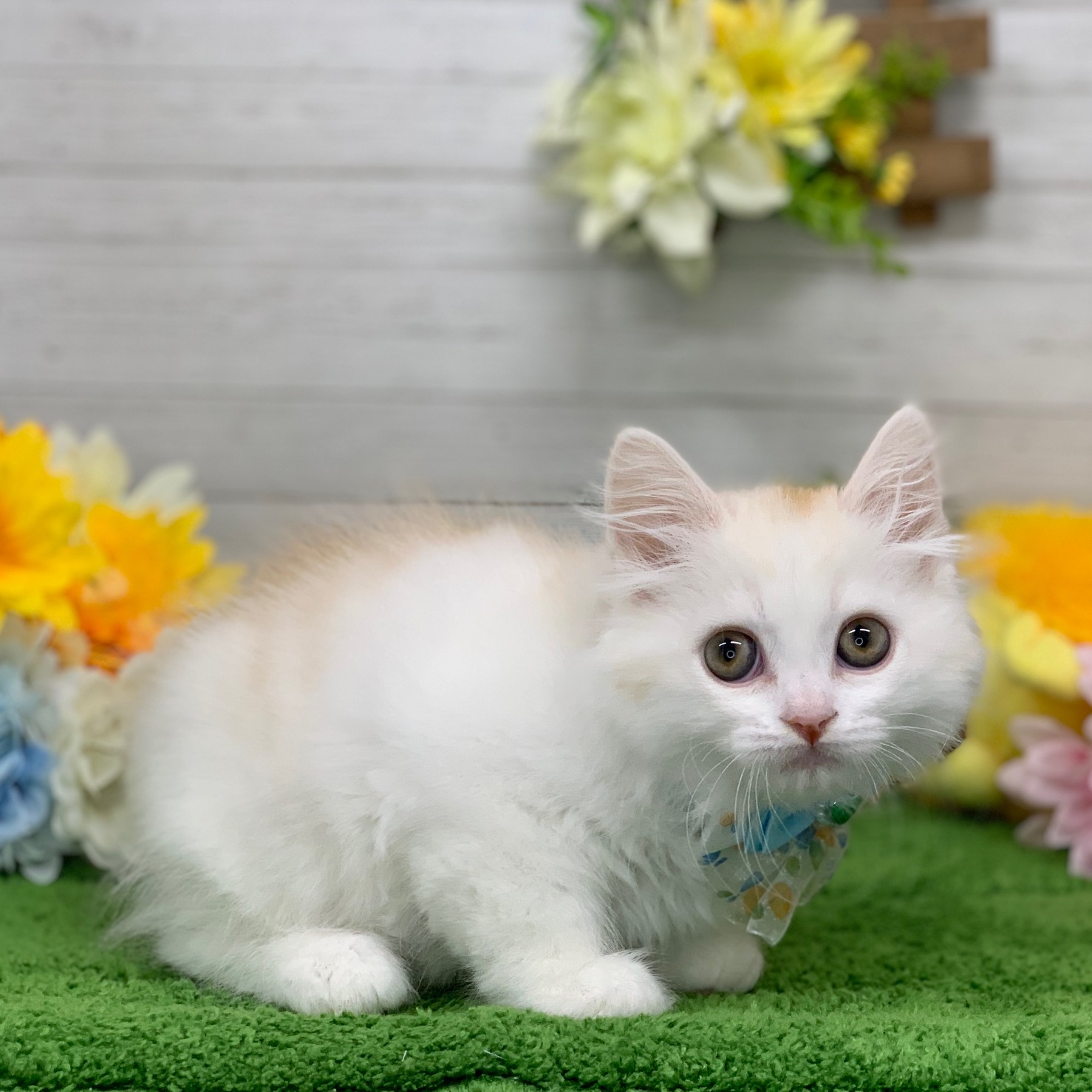 兵庫県のスコティッシュフォールド (ペッツワン神戸ひよどり台店/2025年10月1日生まれ/男の子/クリームマッカレルタビーホワイト)の子猫の2枚目の画像