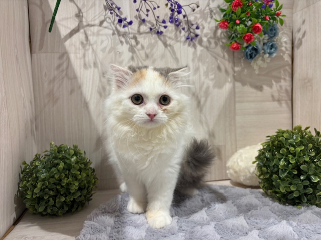 埼玉県のスコティッシュフォールド (ペッツワン東松山高坂店/2025年8月25日生まれ/女の子/ダイリュートキャリコバン)の子猫