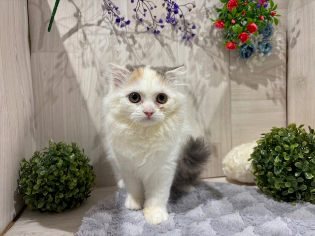 東松山高坂店 | ペッツワン