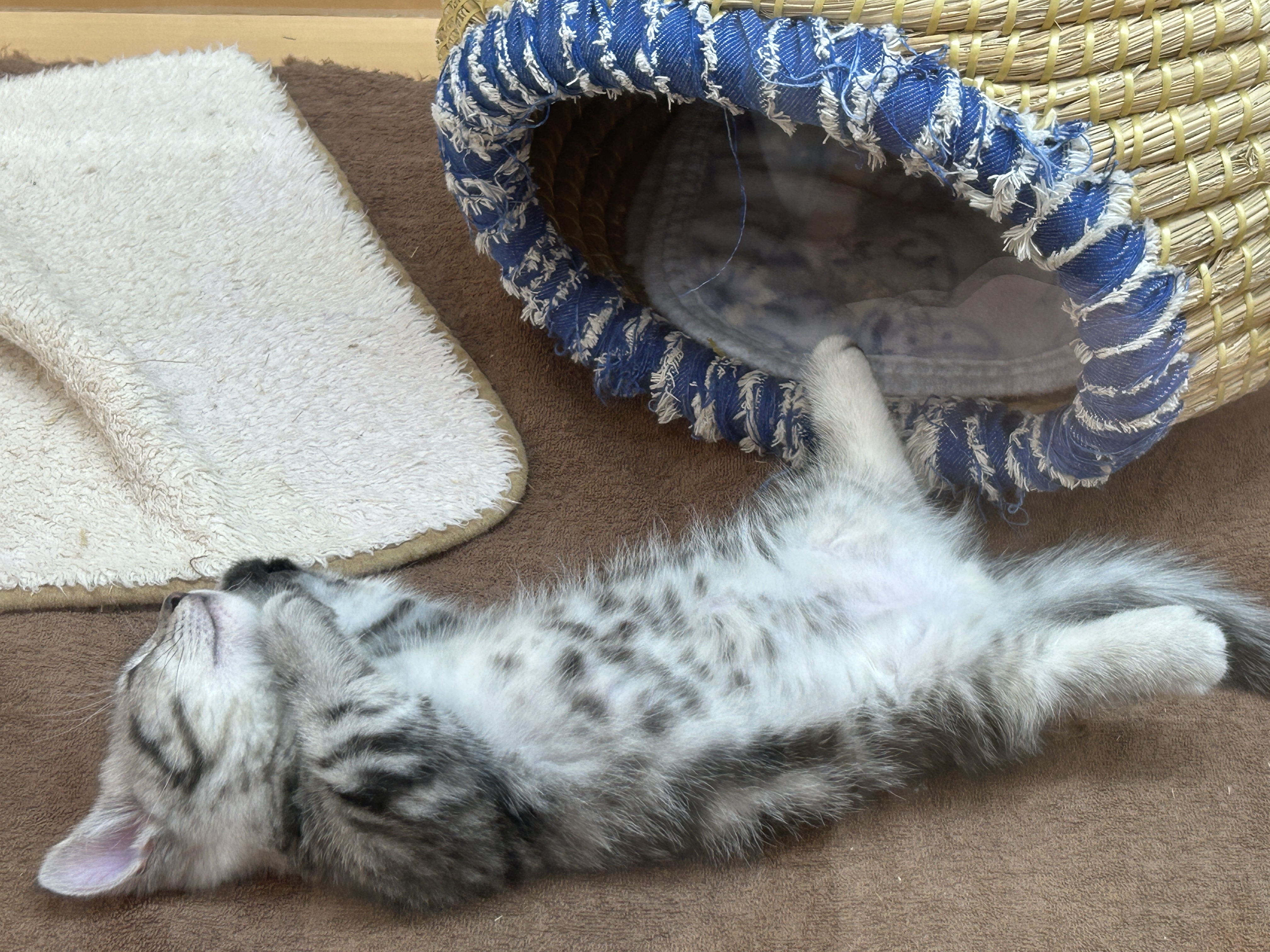 埼玉県のマンチカン (ペッツワン鶴ヶ島店/2025年10月1日生まれ/男の子/シルバータビー)の子猫の1枚目の画像