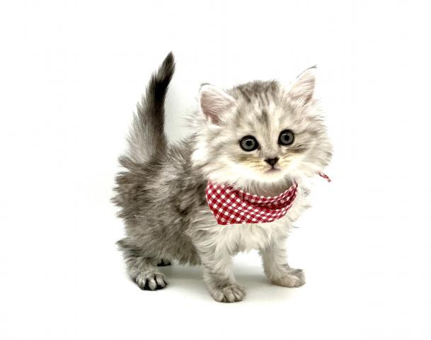 埼玉県のアメリカンカール (ペッツワン鶴ヶ島店/2025年10月5日生まれ/女の子/シルバータビー)の子猫の1枚目の画像