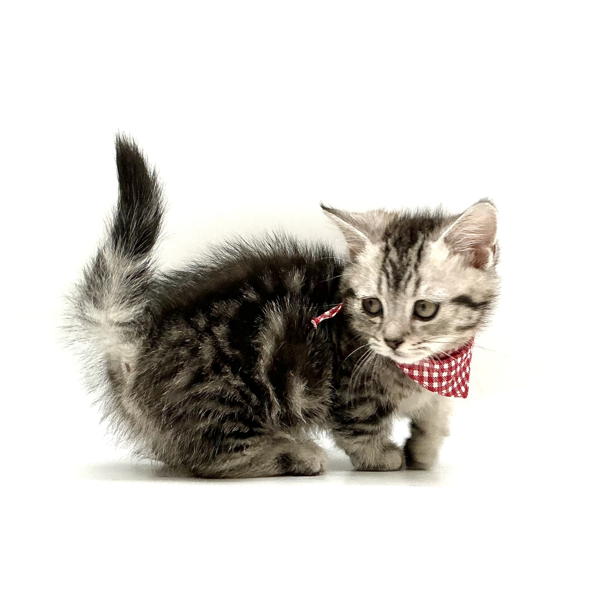 埼玉県のマンチカン (ペッツワン鶴ヶ島店/2025年10月1日生まれ/男の子/シルバータビー)の子猫の3枚目の画像