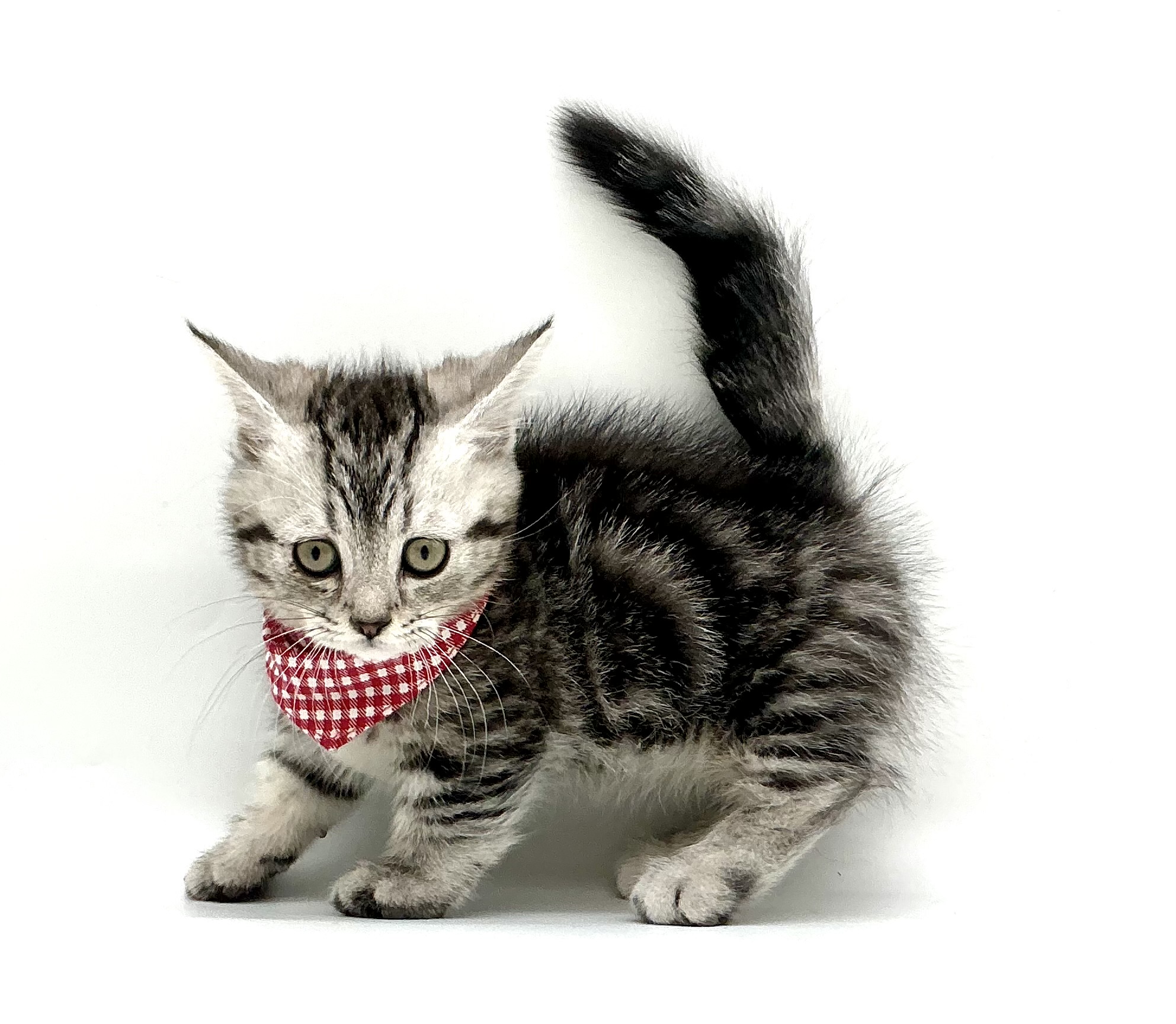 埼玉県のマンチカン (ペッツワン鶴ヶ島店/2025年10月1日生まれ/男の子/シルバータビー)の子猫の2枚目の画像