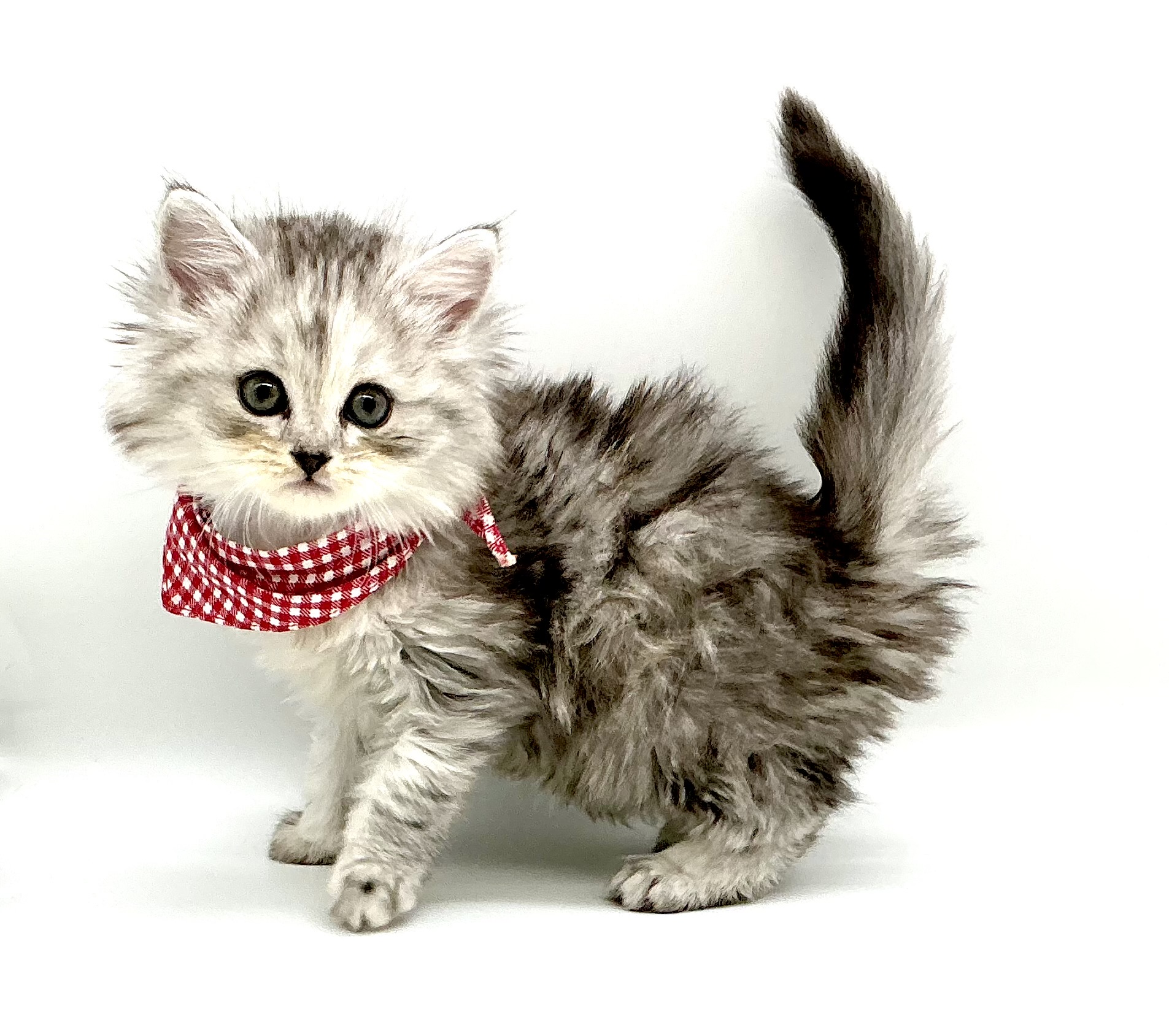 埼玉県のアメリカンカール (ペッツワン鶴ヶ島店/2025年10月5日生まれ/女の子/シルバータビー)の子猫の2枚目の画像