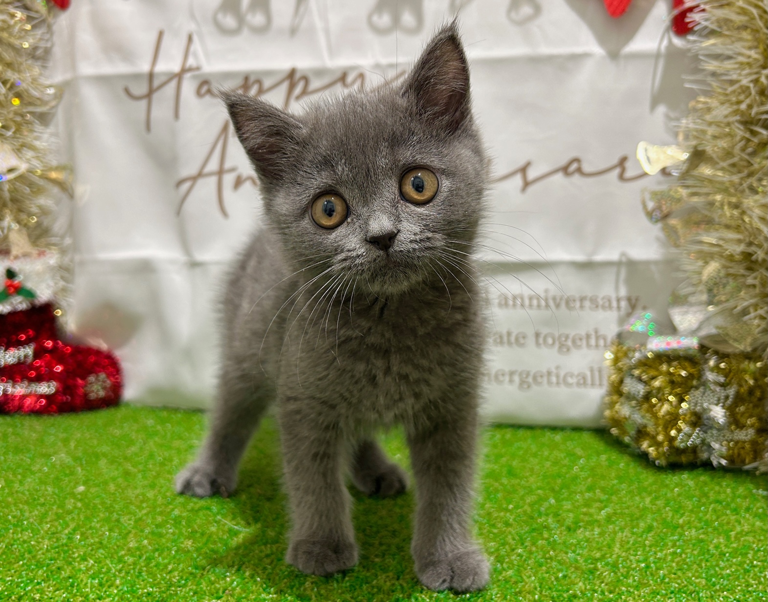 茨城県のブリティッシュショートヘアー (ペッツワン水戸店/2025年9月19日生まれ/男の子/ブルー)の子猫の3枚目の画像