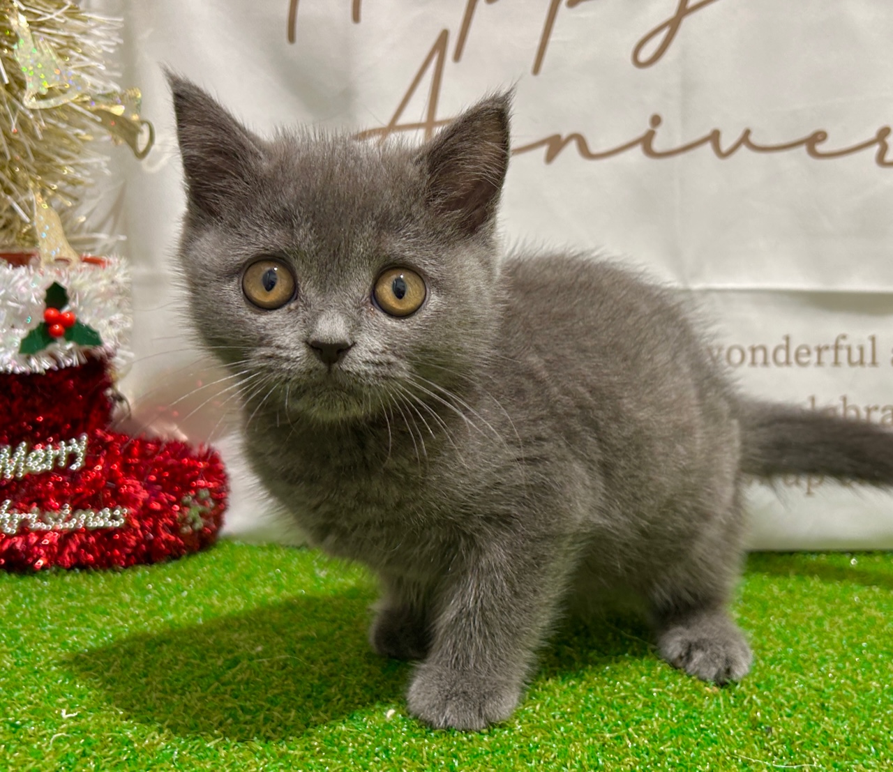 茨城県のブリティッシュショートヘアー (ペッツワン水戸店/2025年9月19日生まれ/男の子/ブルー)の子猫