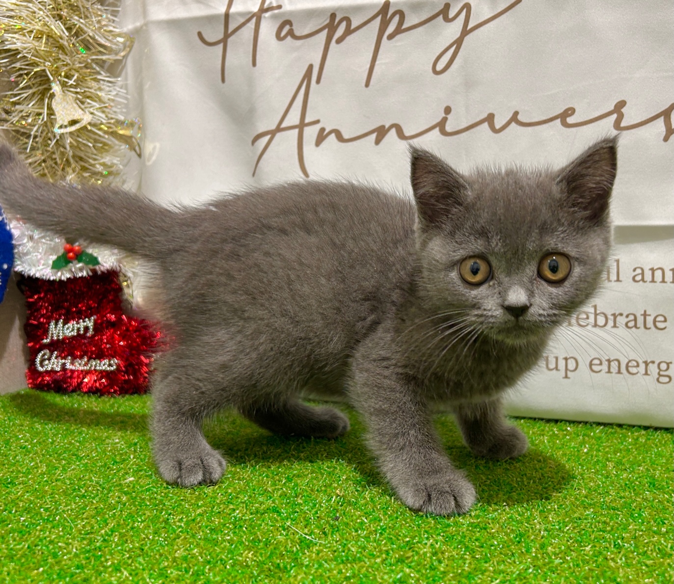 茨城県のブリティッシュショートヘアー (ペッツワン水戸店/2025年9月19日生まれ/男の子/ブルー)の子猫の2枚目の画像