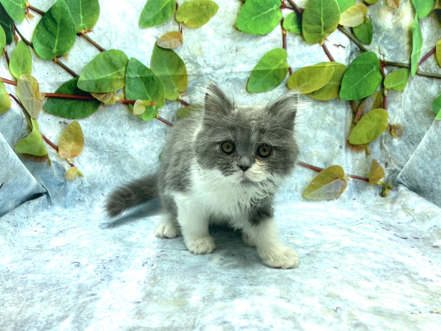 埼玉県のラガマフィン (ペッツワン北本店/2025年8月10日生まれ/男の子/ブルーホワイト)の子猫の2枚目の画像