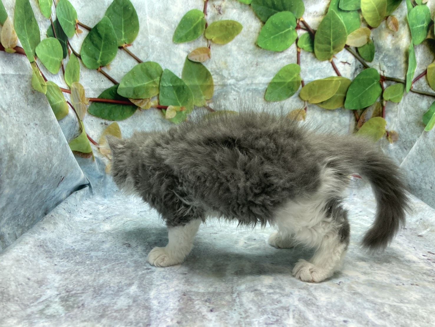 埼玉県のラガマフィン (ペッツワン北本店/2025年8月10日生まれ/男の子/ブルーホワイト)の子猫の3枚目の画像