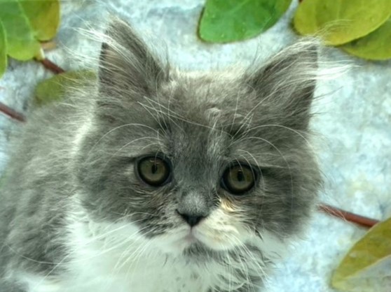 埼玉県のラガマフィン (ペッツワン北本店/2025年8月10日生まれ/男の子/ブルーホワイト)の子猫