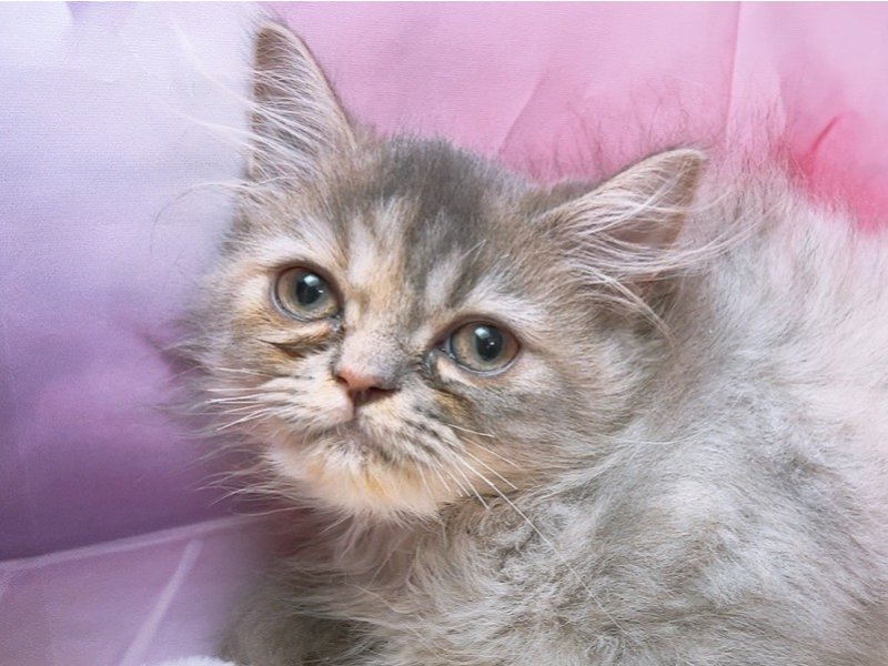 沖縄県のエキゾチック (ペッツワンFCあがり浜店/2025年7月1日生まれ/女の子/ブルークリーム)の子猫