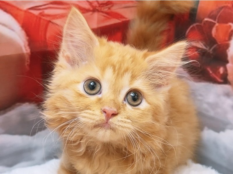 沖縄県のサイベリアン (ペッツワンFCあがり浜店/2025年9月27日生まれ/女の子/レッドタビー)の子猫