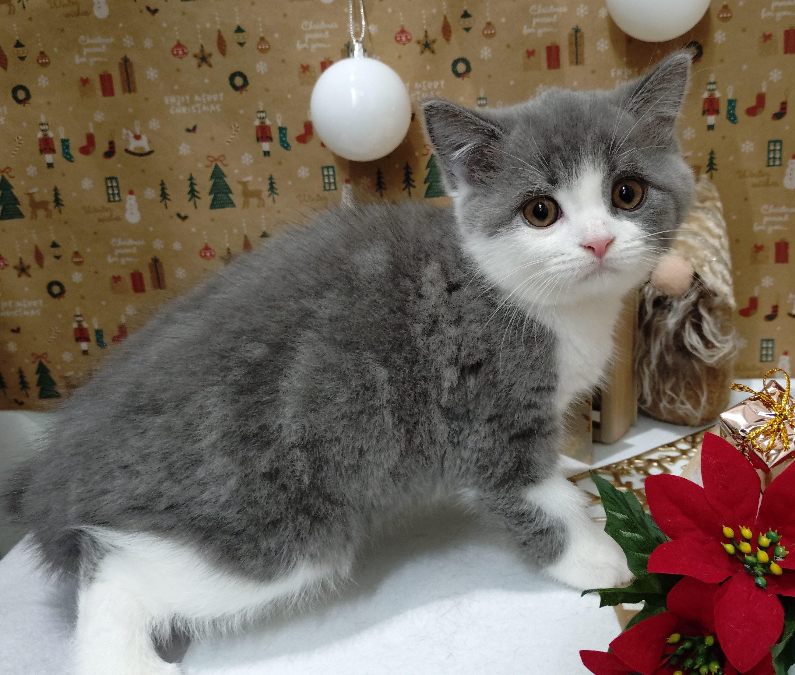 岐阜県のブリティッシュショートヘアー (ペッツワン関店/2025年9月30日生まれ/女の子/ブルーホワイト)の子猫の2枚目の画像