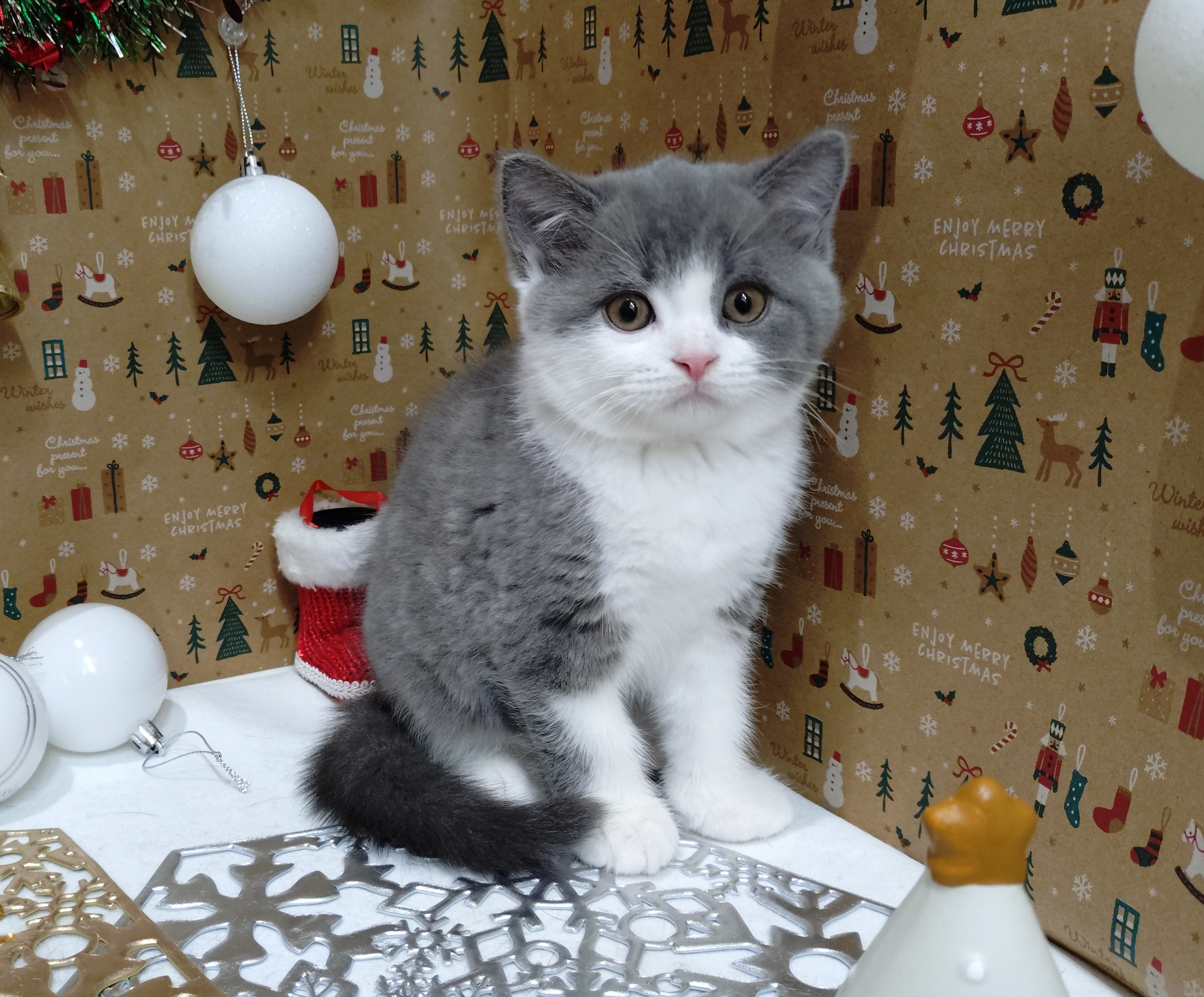 岐阜県のブリティッシュショートヘアー (ペッツワン関店/2025年9月30日生まれ/女の子/ブルーホワイト)の子猫の1枚目の画像