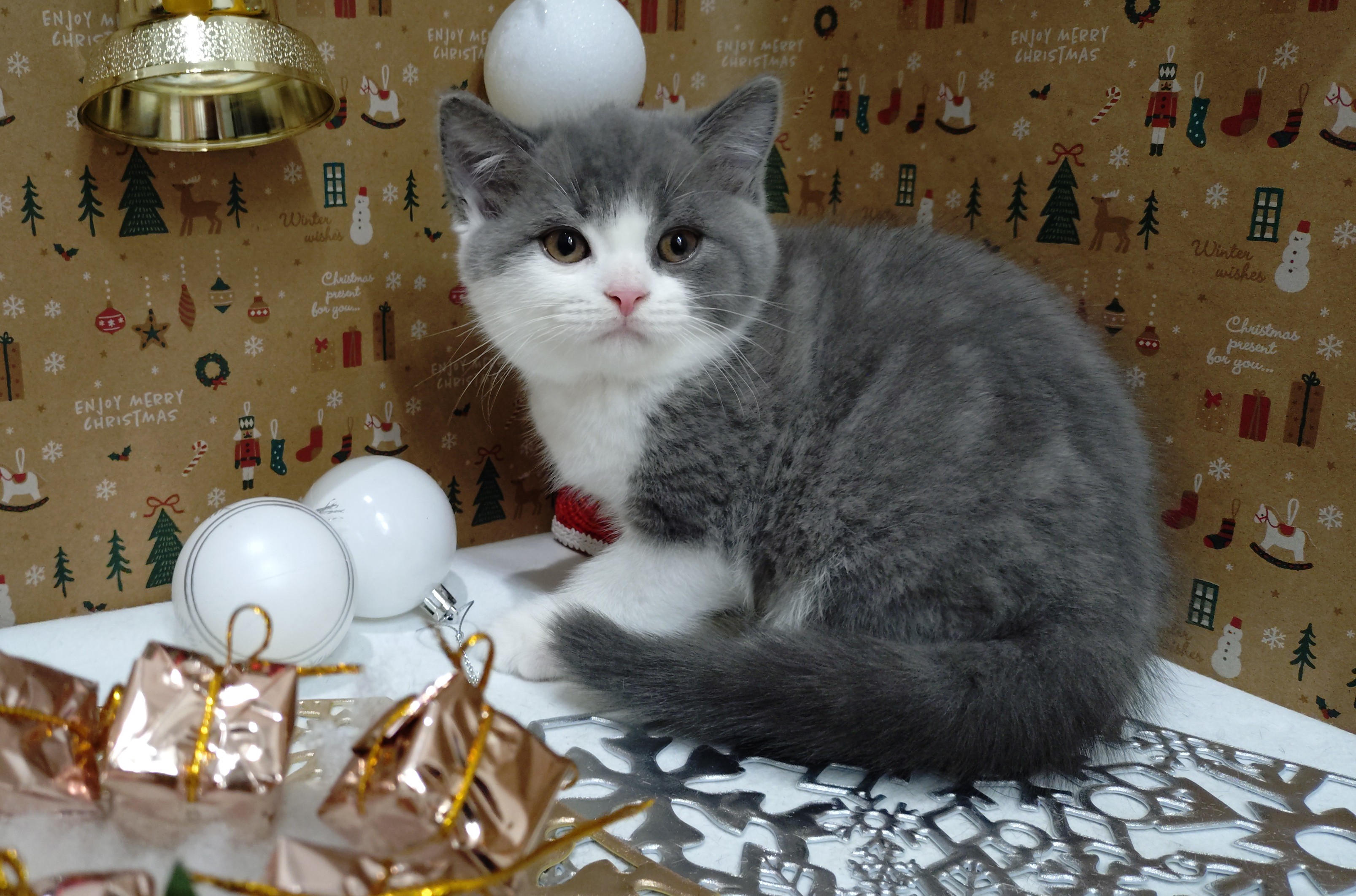 岐阜県のブリティッシュショートヘアー (ペッツワン関店/2025年9月30日生まれ/女の子/ブルーホワイト)の子猫の3枚目の画像