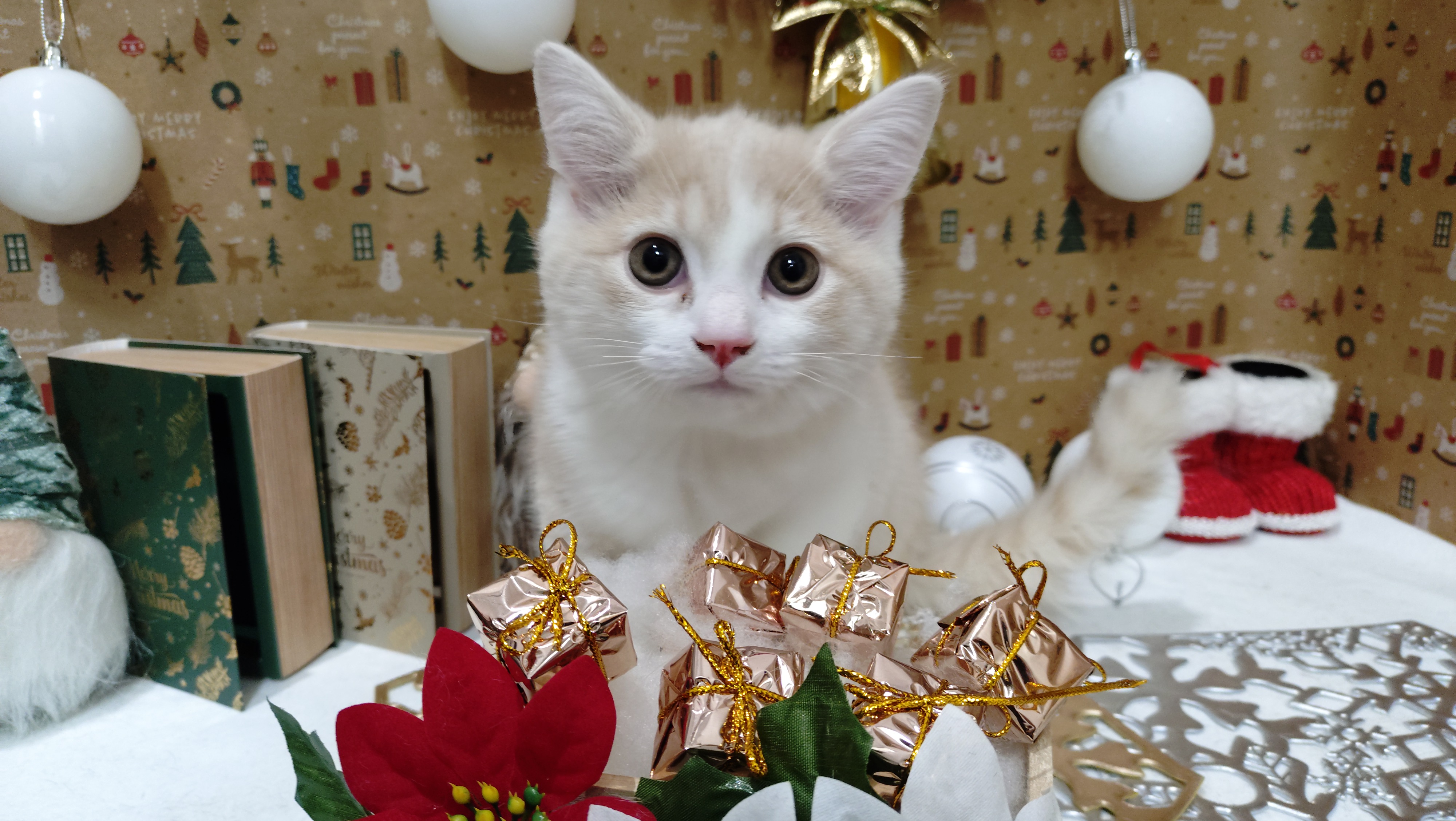 岐阜県のマンチカン (ペッツワン関店/2025年9月29日生まれ/男の子/クリームタビーホワイト)の子猫の1枚目の画像