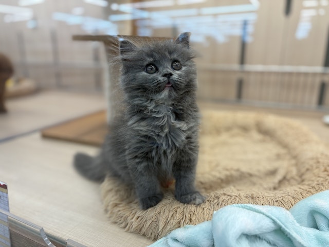 紫松石♡立ち猫ちゃん♡No.2458 あなたのパートナー しっぽふりふり あまえんぼうねこちゃん 期間限定