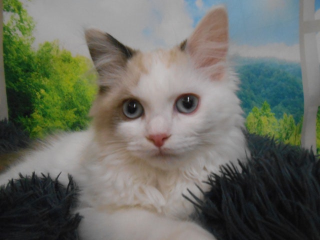 ネコ - 半田店 | ペッツワン