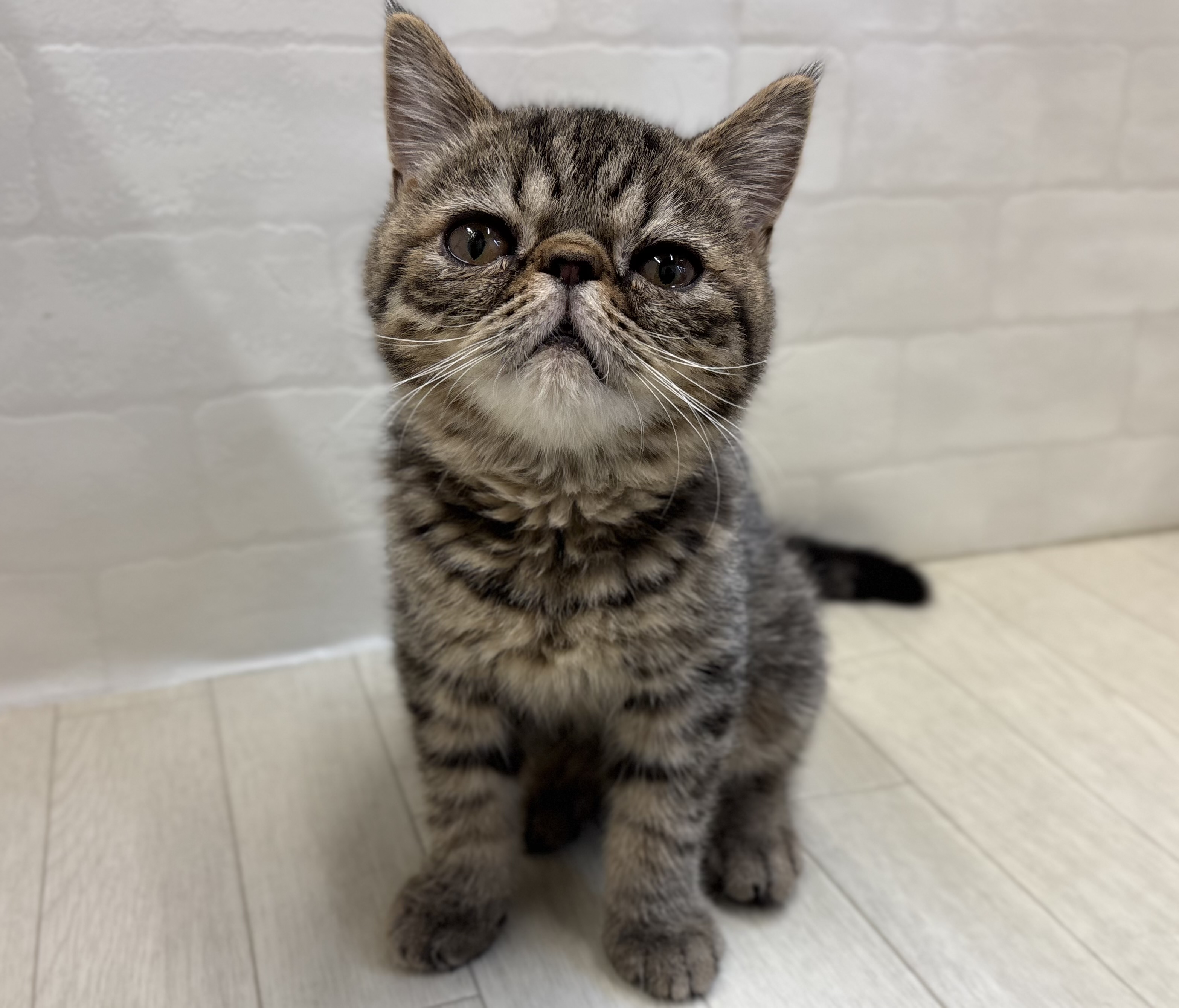 埼玉県のエキゾチック (ペッツワン大利根店/2025年7月13日生まれ/男の子/ブラウンタビー)の子猫