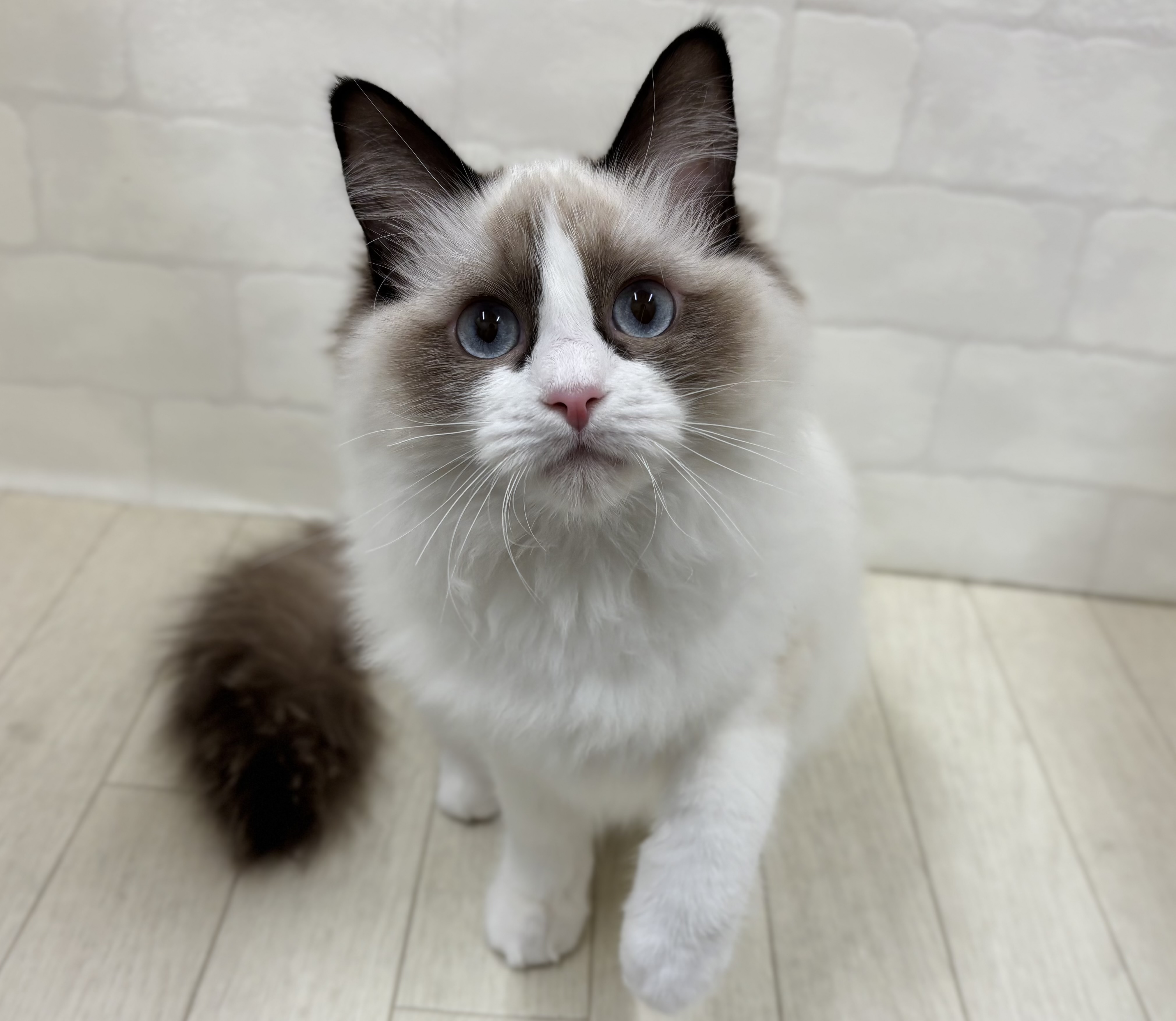 埼玉県のラグドール (ペッツワン大利根店/2025年6月20日生まれ/女の子/シールポイントバイカラー)の子猫